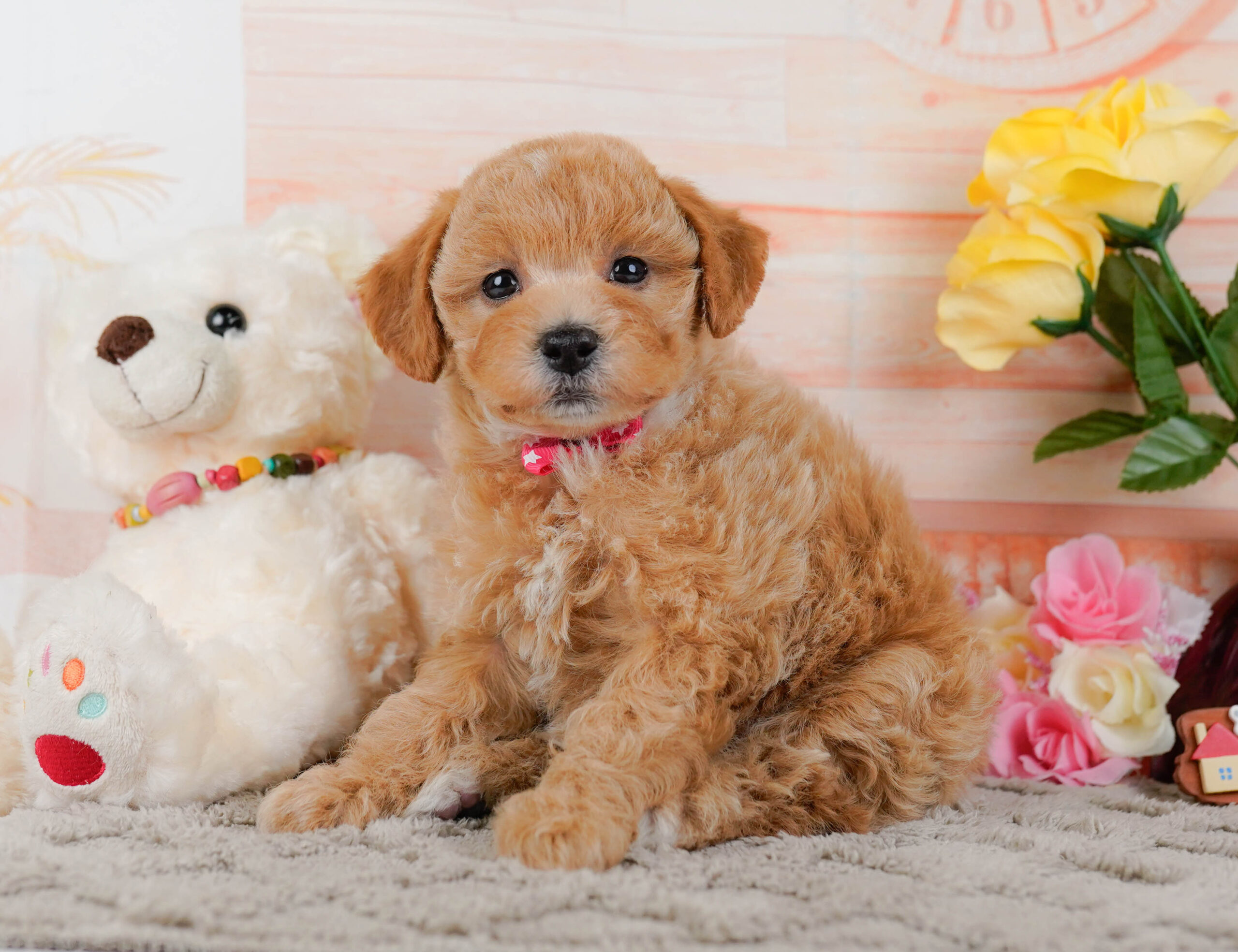 ビションプー | 女の子 | アプリコット | 2025年12月16日