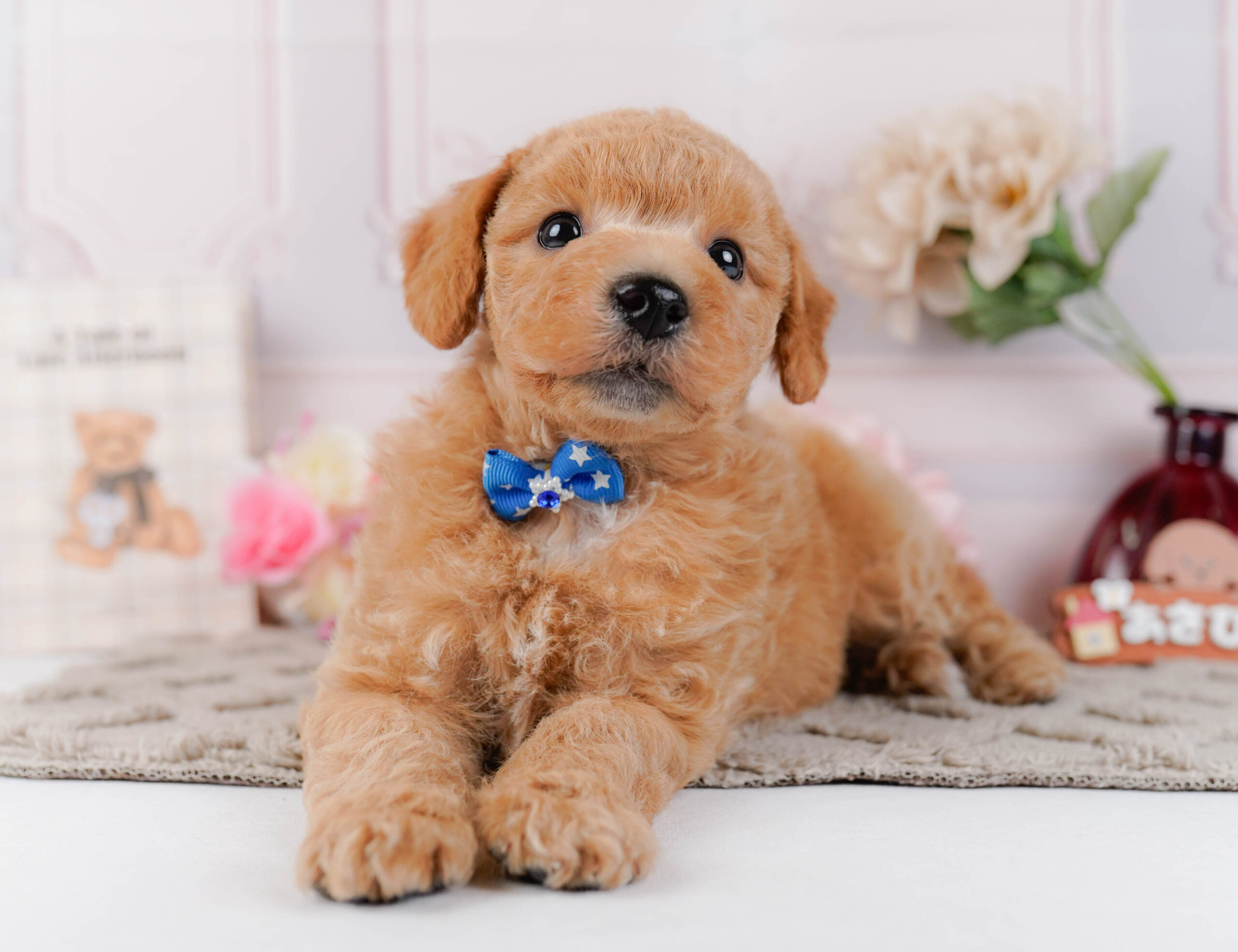 ビションプー | 男の子 | アプリコット | 2025年12月16日