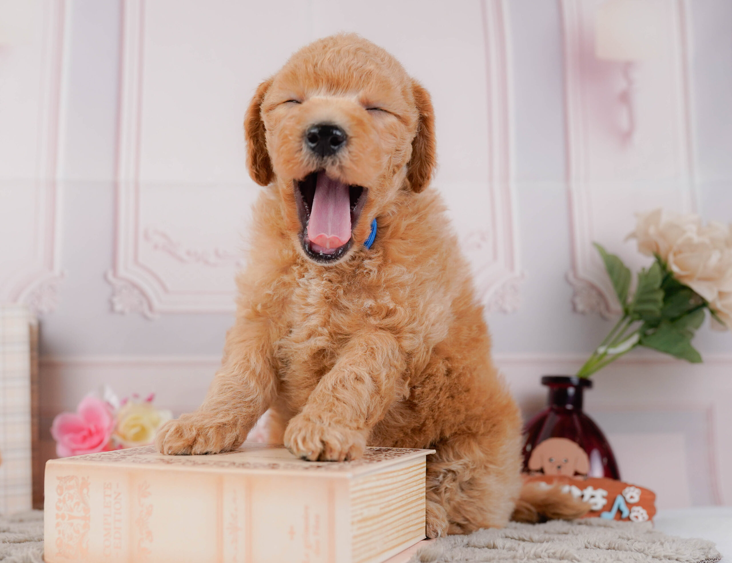 ビションプー | 男の子 | アプリコット | 2025年12月16日