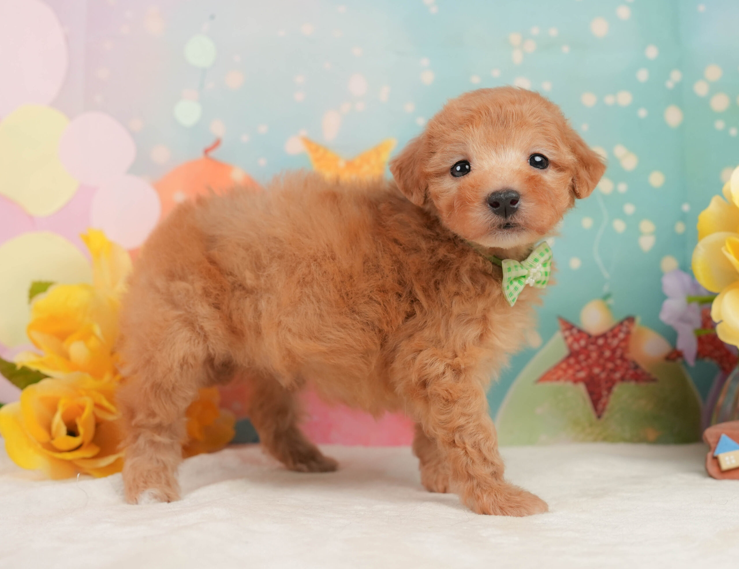 トイ・プードル | 男の子 | アプリコット | 2025年12月16日