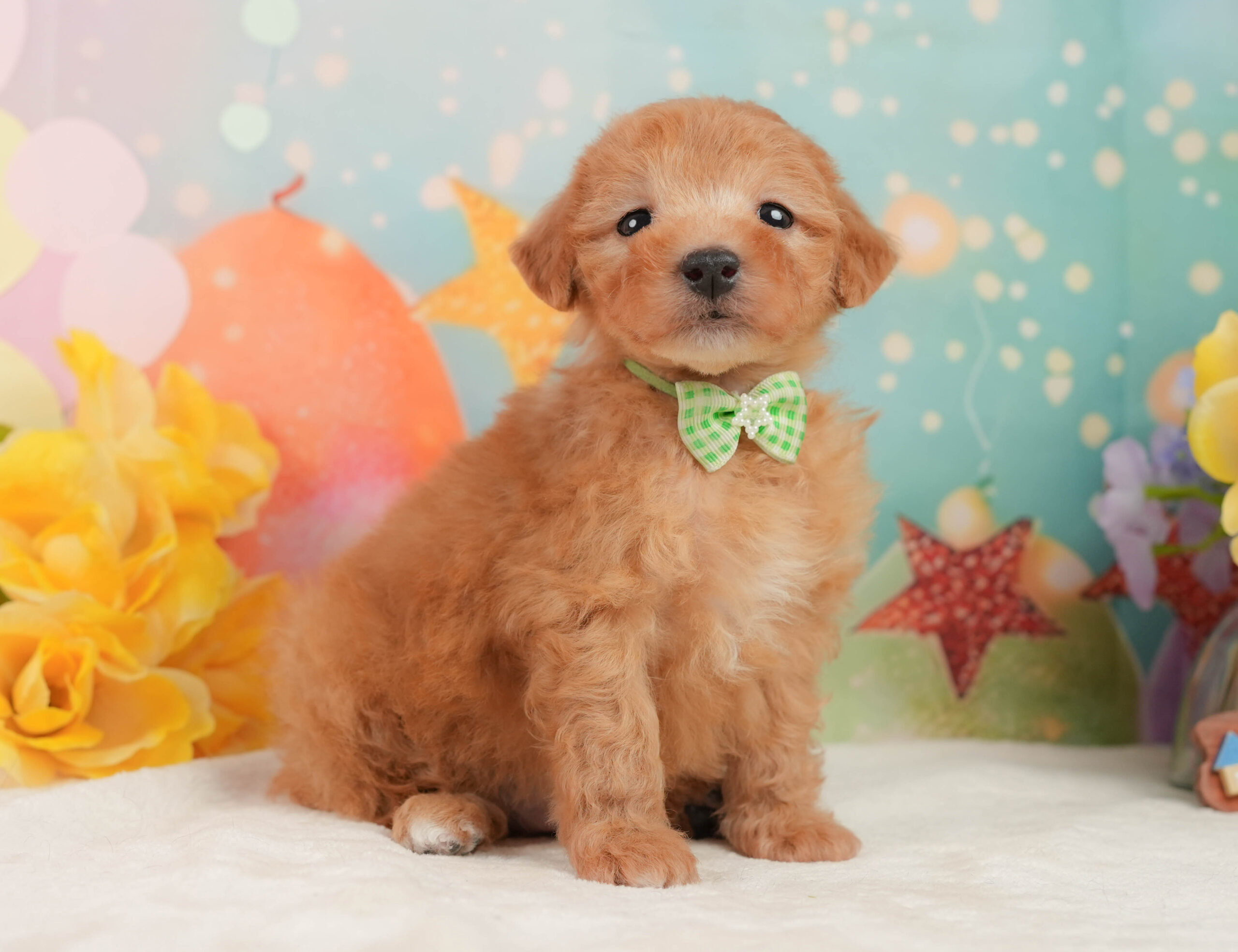 トイ・プードル | 男の子 | アプリコット | 2025年12月16日