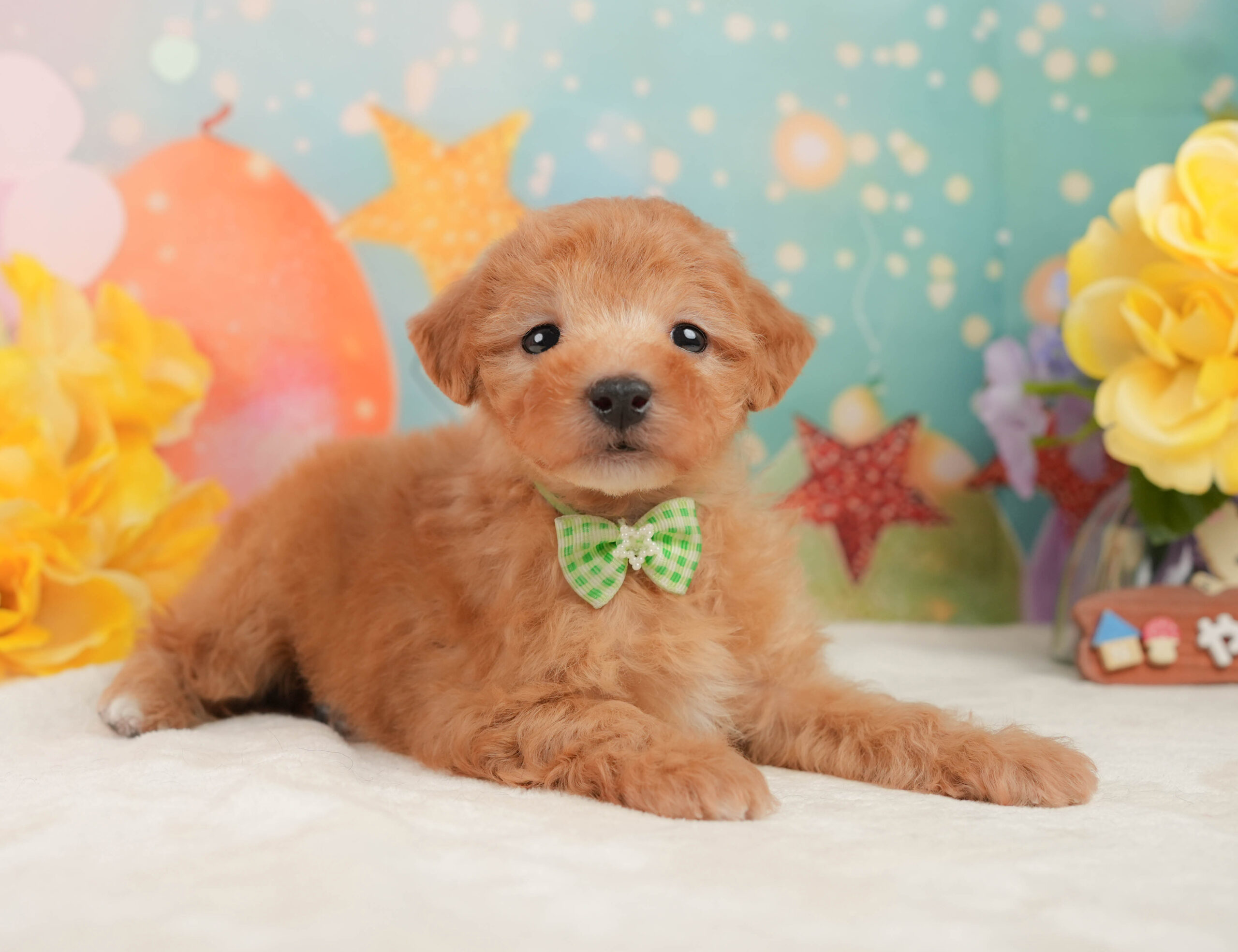 トイ・プードル | 男の子 | アプリコット | 2025年12月16日