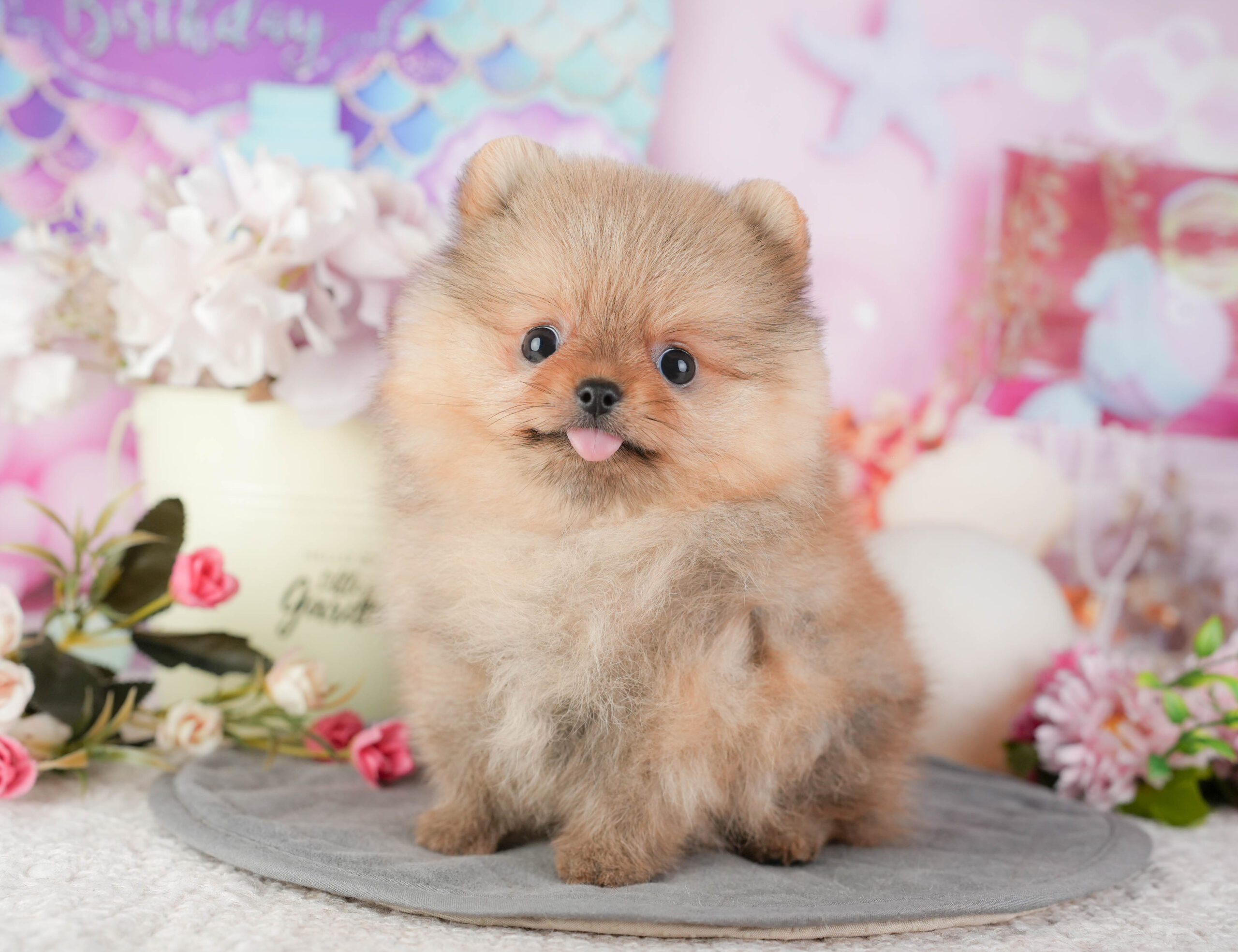 ポメラニアン | 女の子 | オレンジ | 2025年12月18日