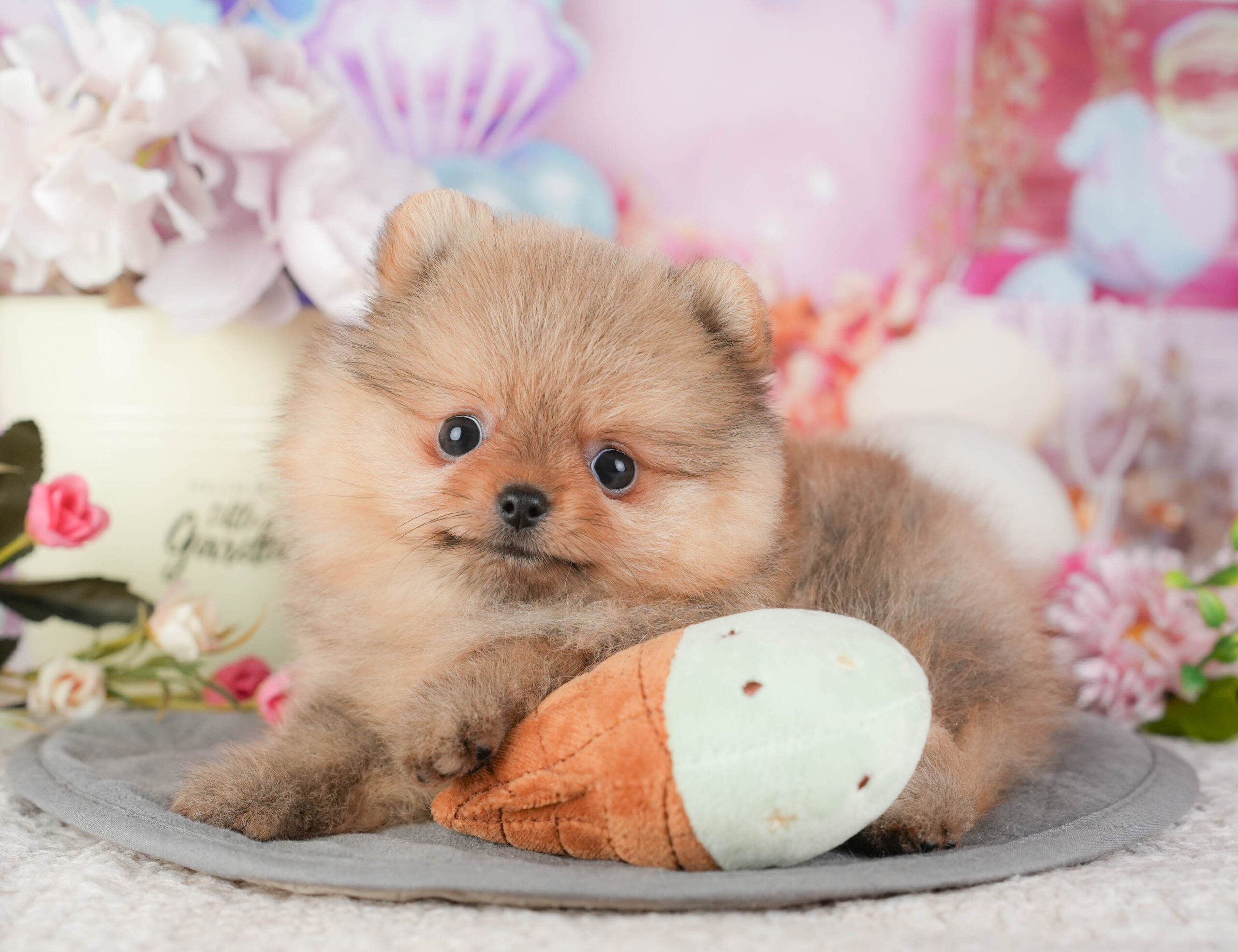 ポメラニアン | 女の子 | オレンジ | 2025年12月18日