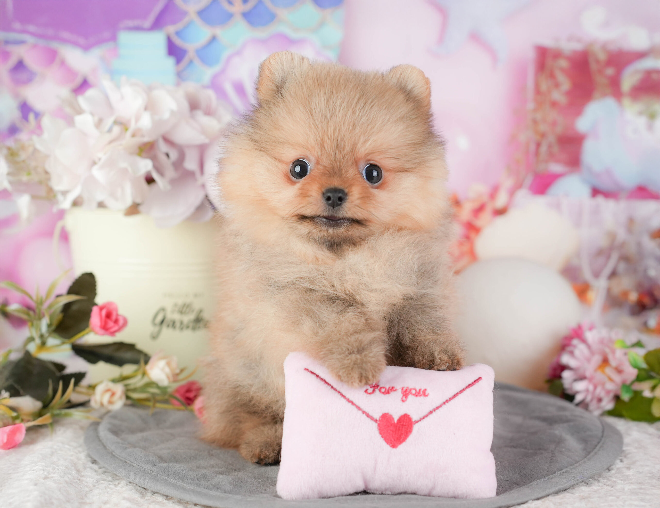 ポメラニアン | 女の子 | オレンジ | 2025年12月18日