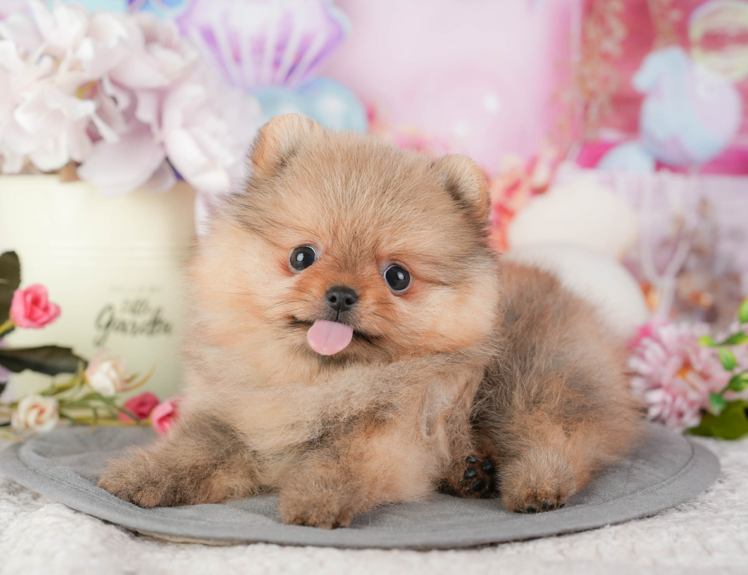 ポメラニアン | 女の子 | オレンジ | 2025年12月18日