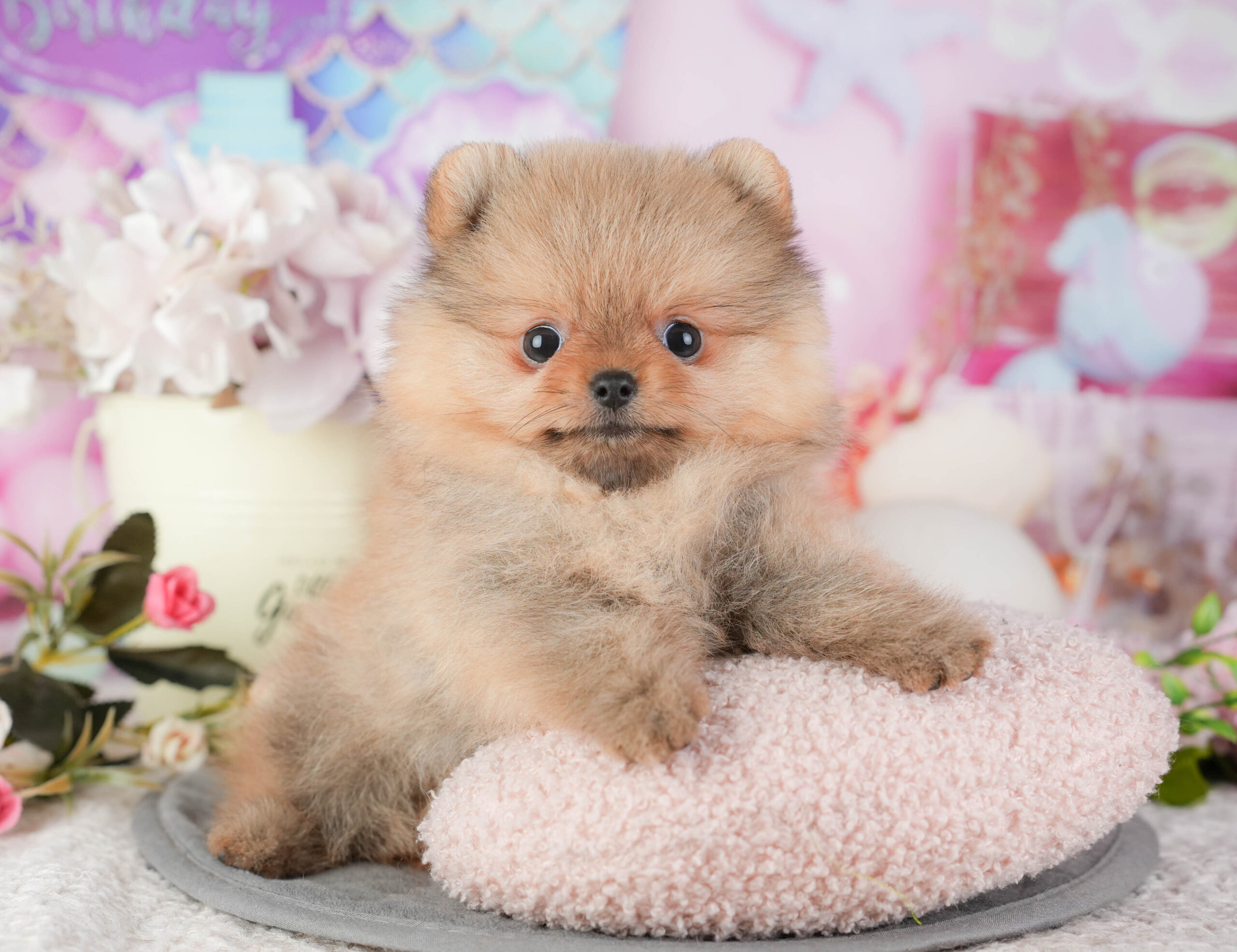 ポメラニアン | 女の子 | オレンジ | 2025年12月18日