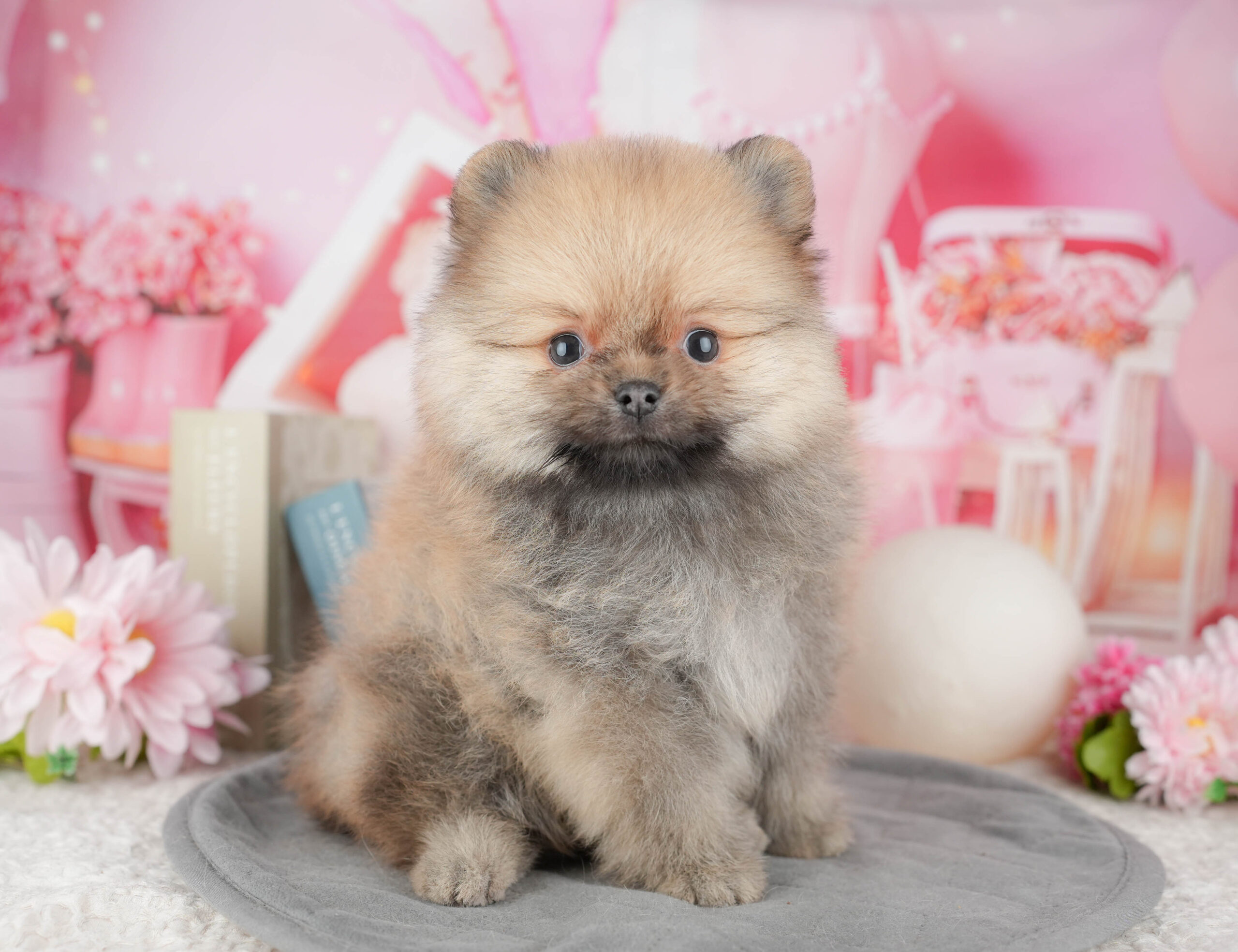 ポメラニアン | 男の子 | オレンジ | 2025年12月18日