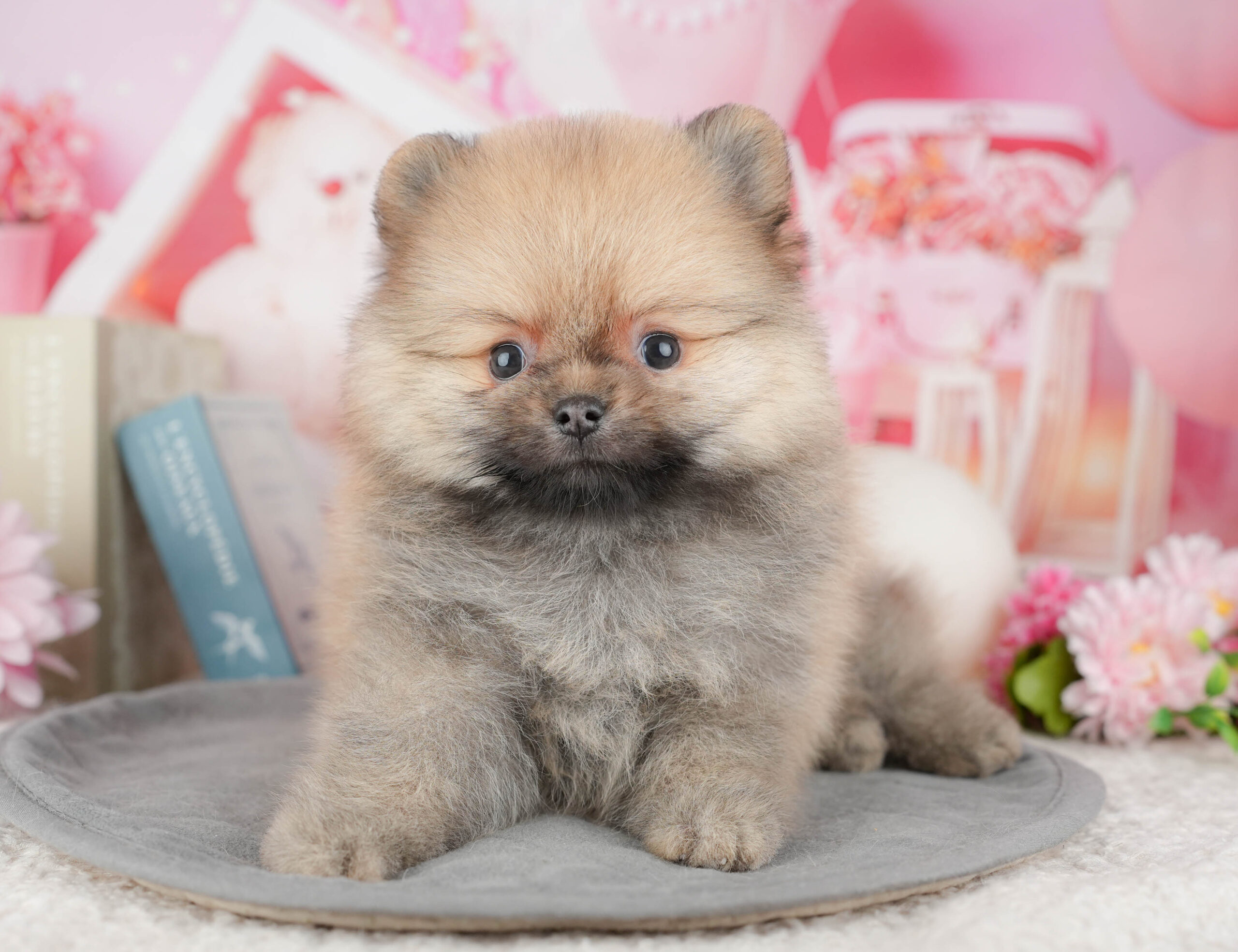 ポメラニアン | 男の子 | オレンジ | 2025年12月18日