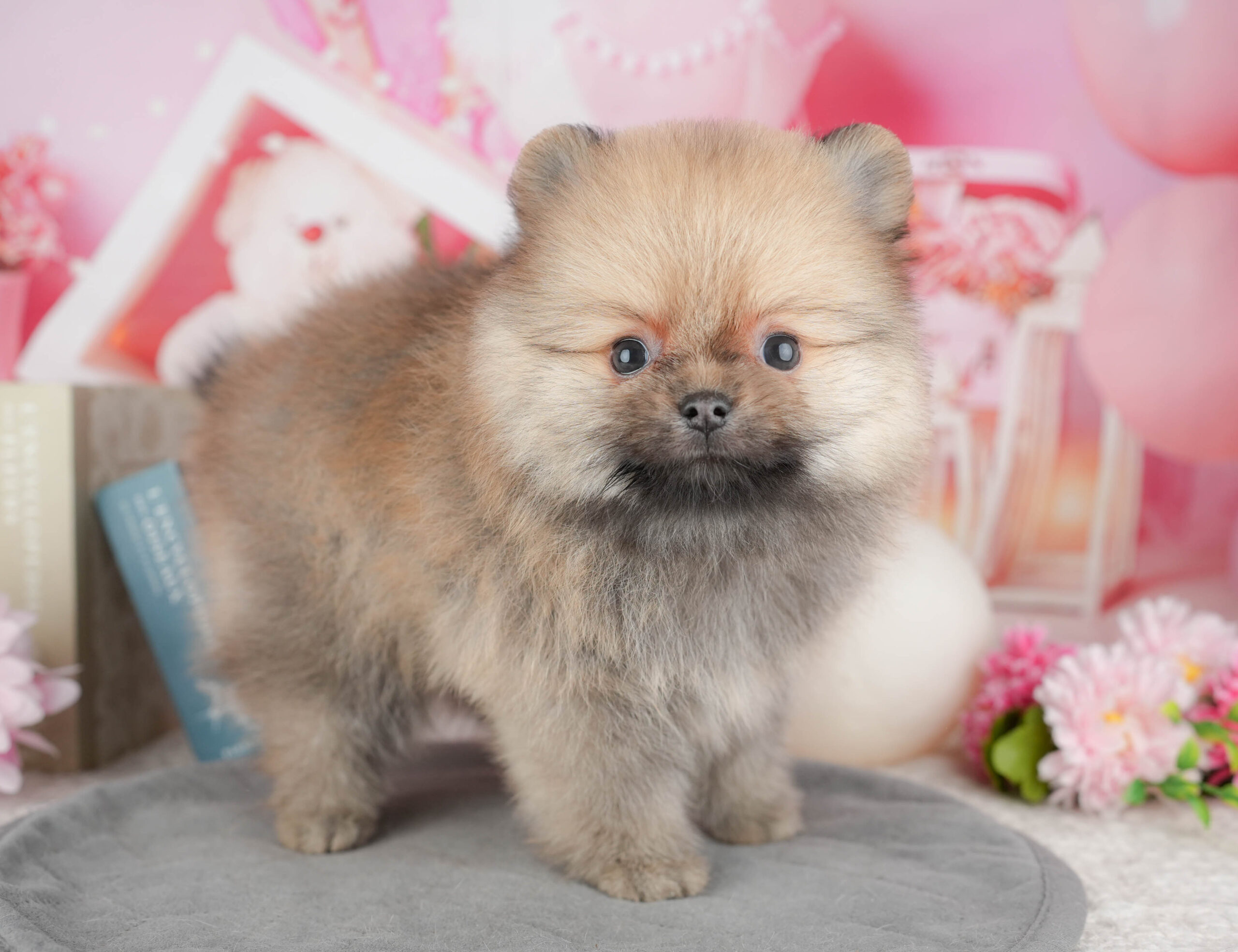 ポメラニアン | 男の子 | オレンジ | 2025年12月18日