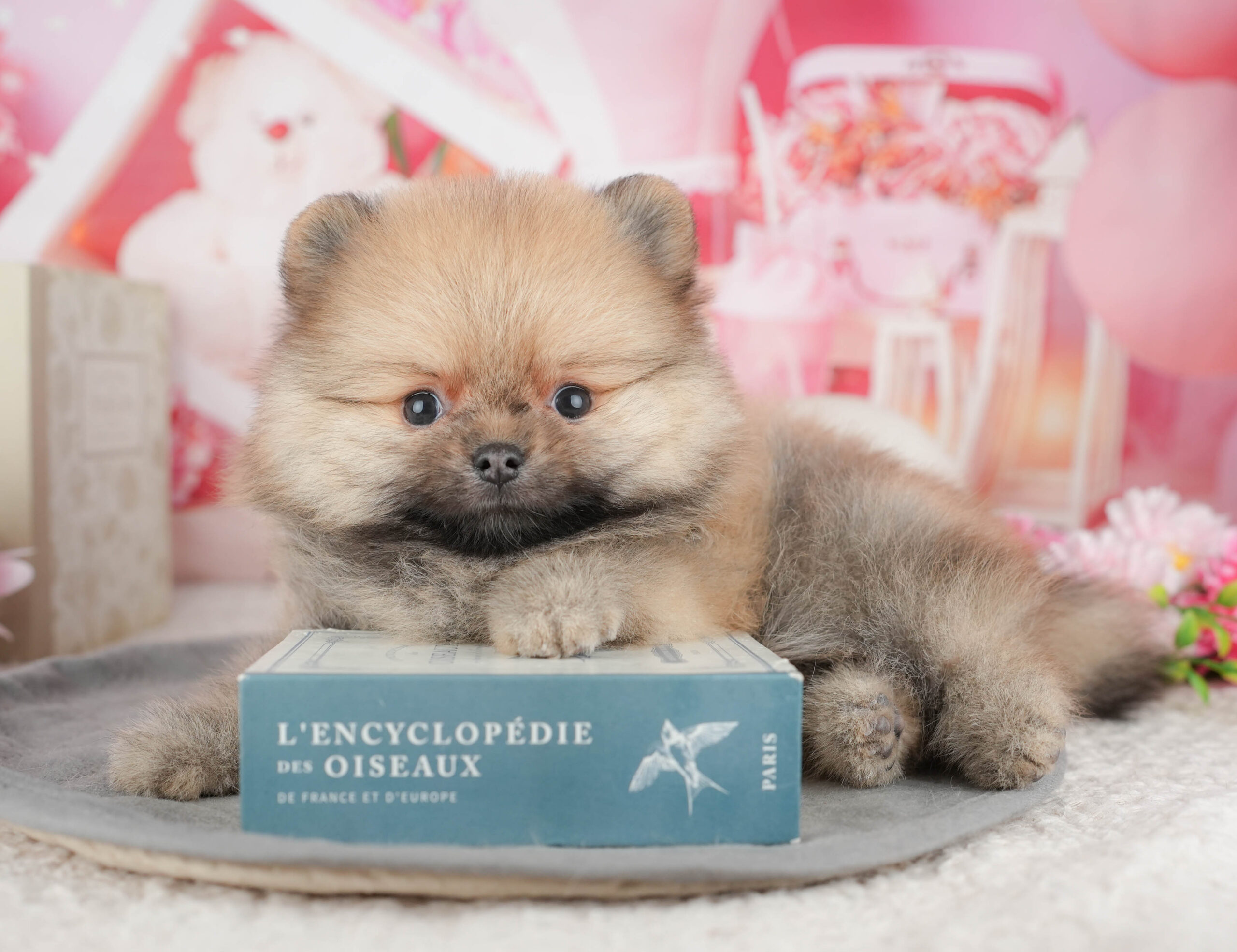 ポメラニアン | 男の子 | オレンジ | 2025年12月18日