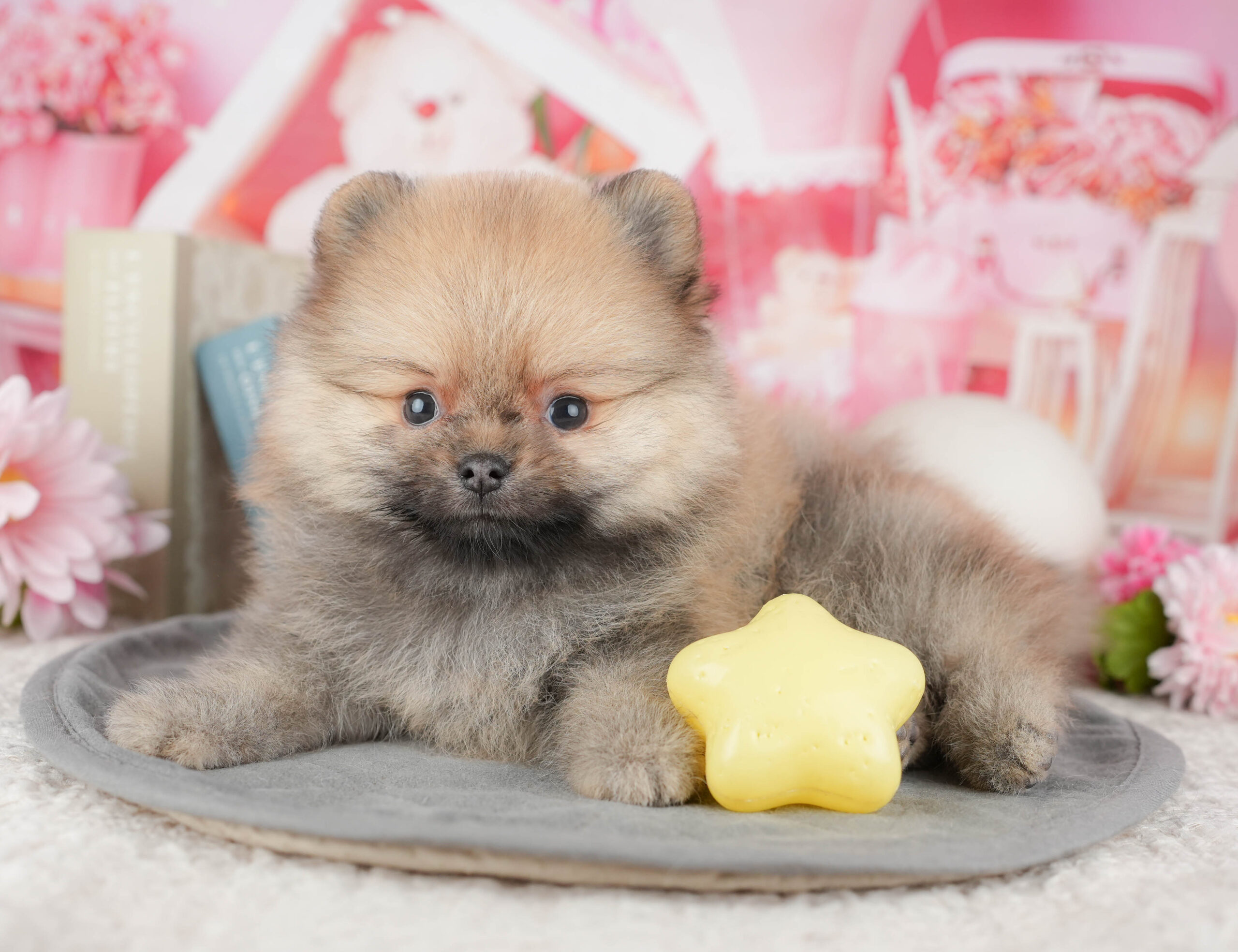 ポメラニアン | 男の子 | オレンジ | 2025年12月18日