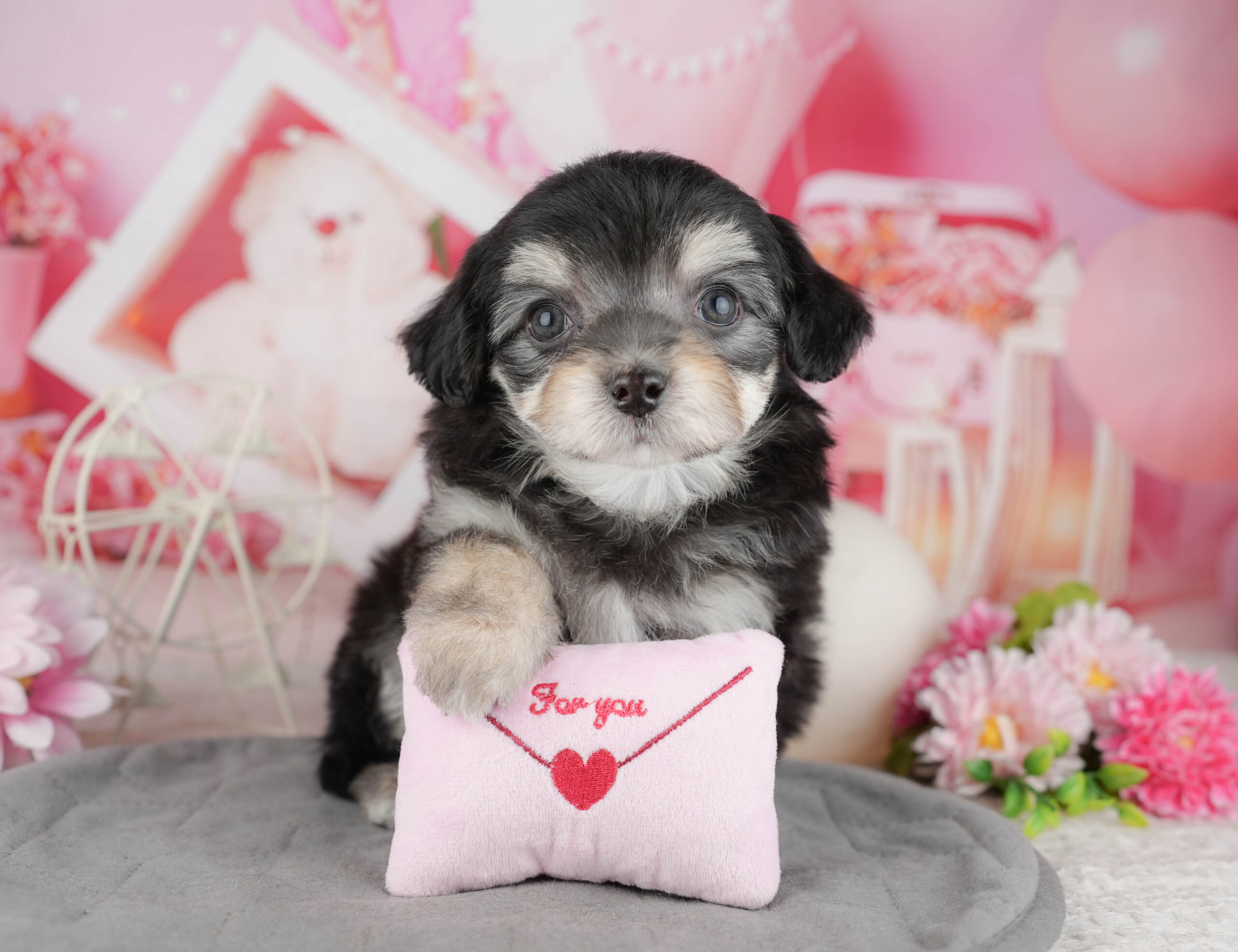 マルプーチー | 男の子 | ブラック＆タン | 2025年12月18日