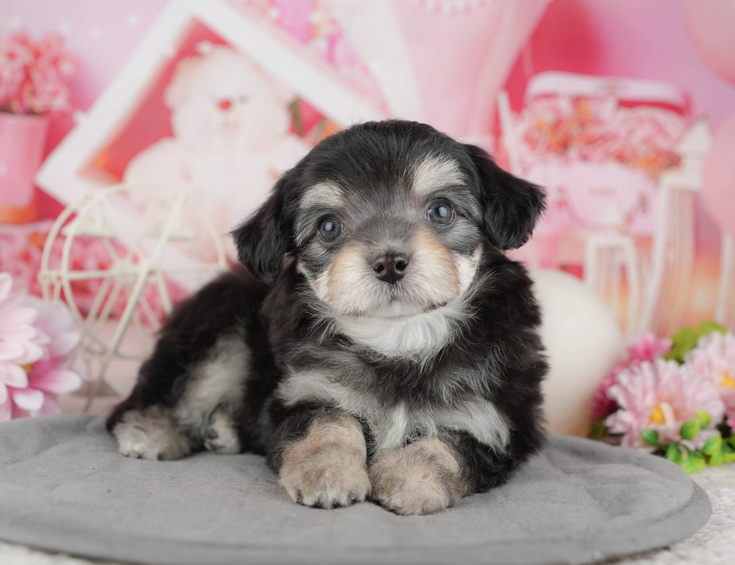 マルプーチー | 男の子 | ブラック＆タン | 2025年12月18日