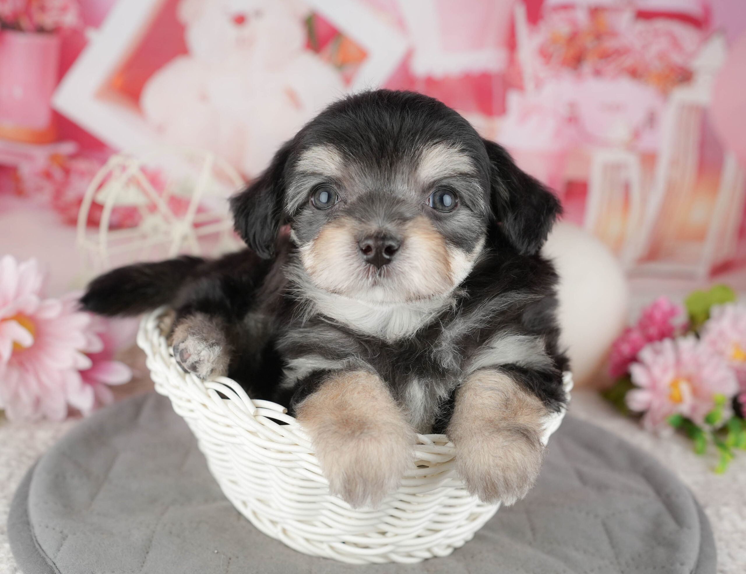 マルプーチー | 男の子 | ブラック＆タン | 2025年12月18日