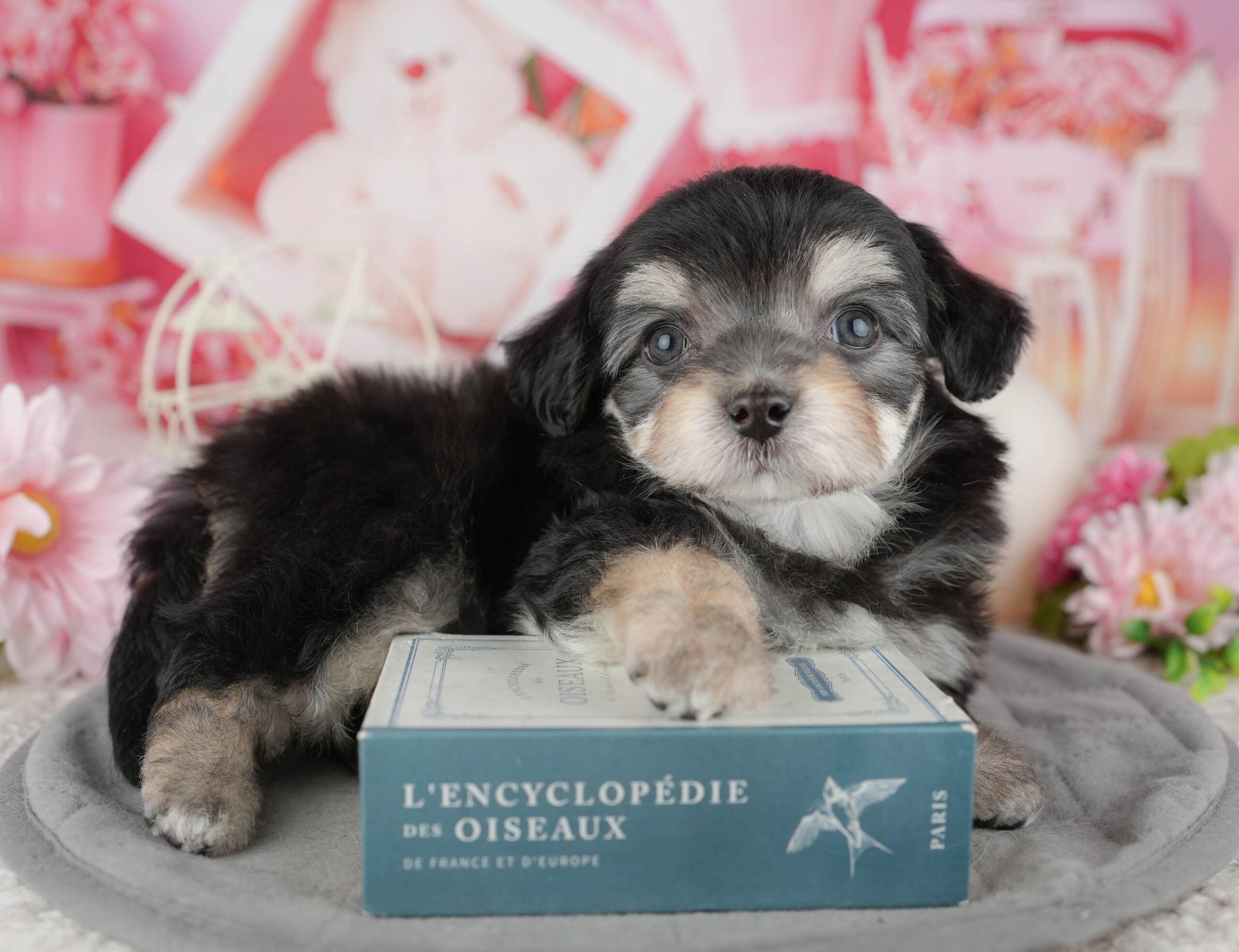 マルプーチー | 男の子 | ブラック＆タン | 2025年12月18日