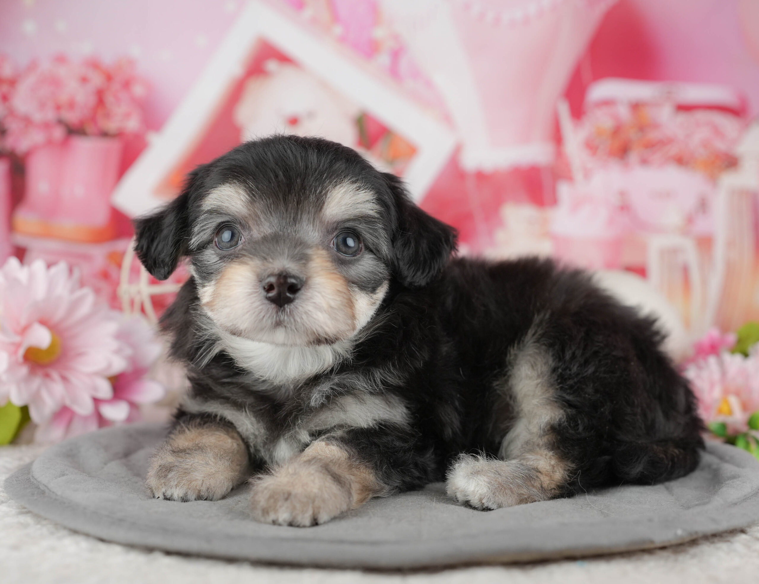 マルプーチー | 男の子 | ブラック＆タン | 2025年12月18日