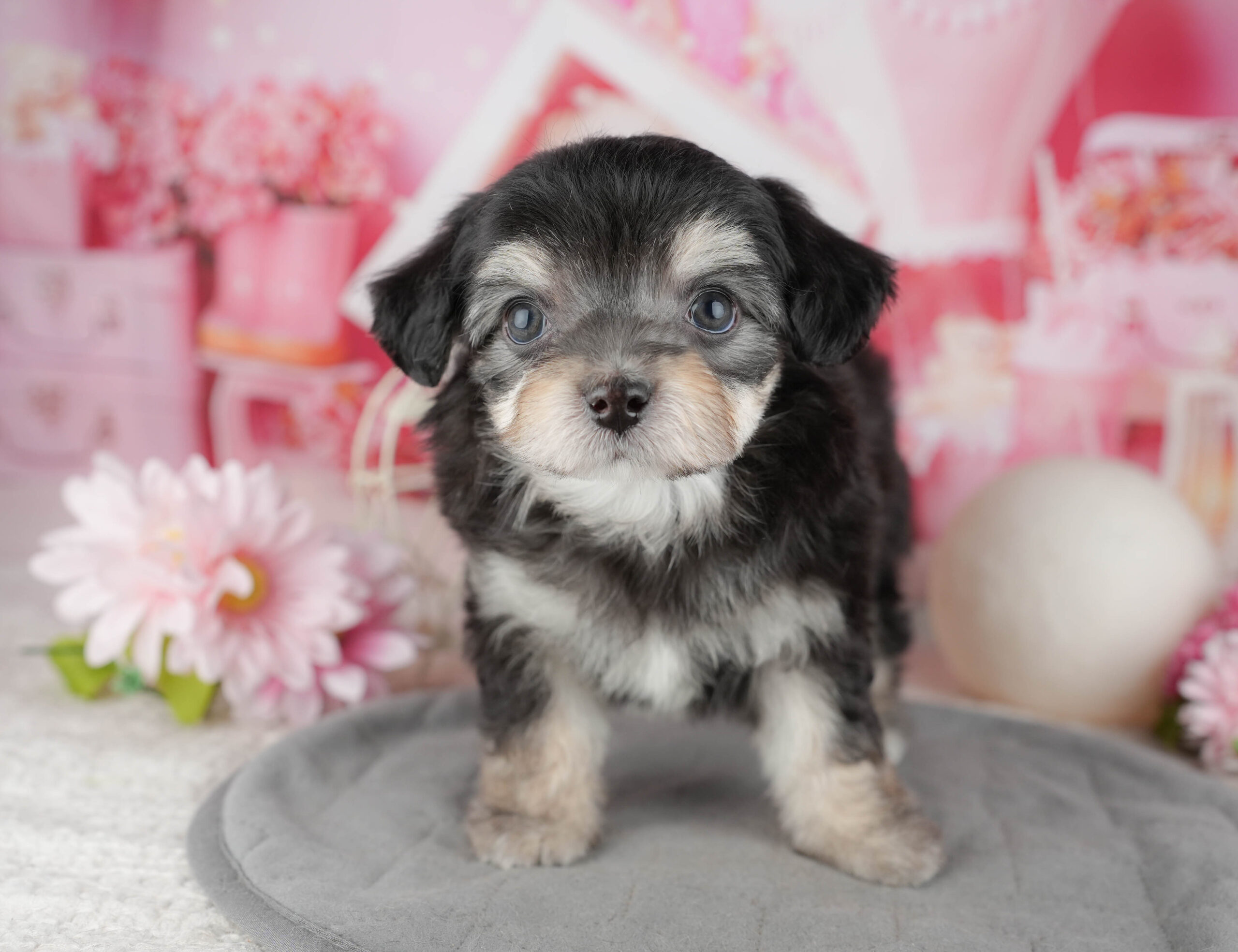 マルプーチー | 男の子 | ブラック＆タン | 2025年12月18日