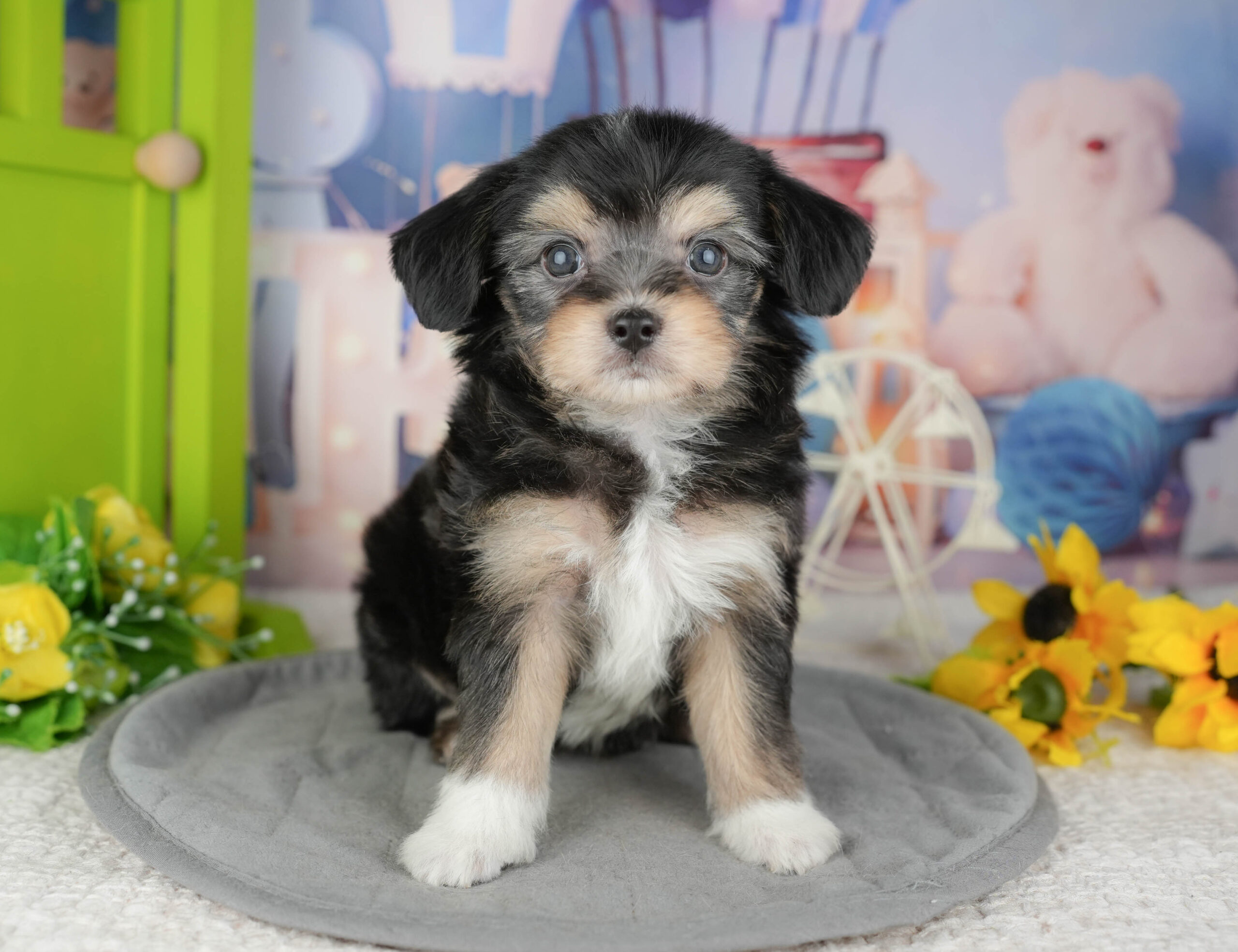 マルプーチー | 男の子 | ブラックタン＆ホワイト | 2025年12月18日