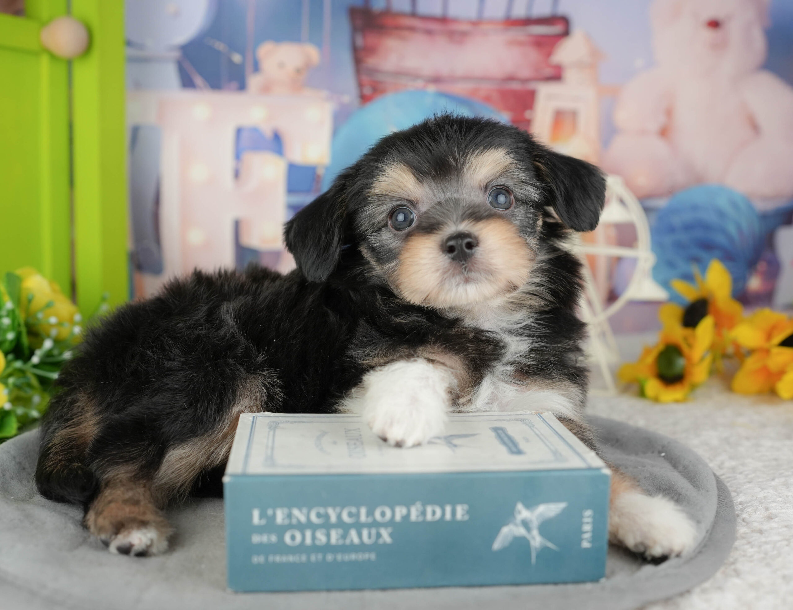 マルプーチー | 男の子 | ブラックタン＆ホワイト | 2025年12月18日