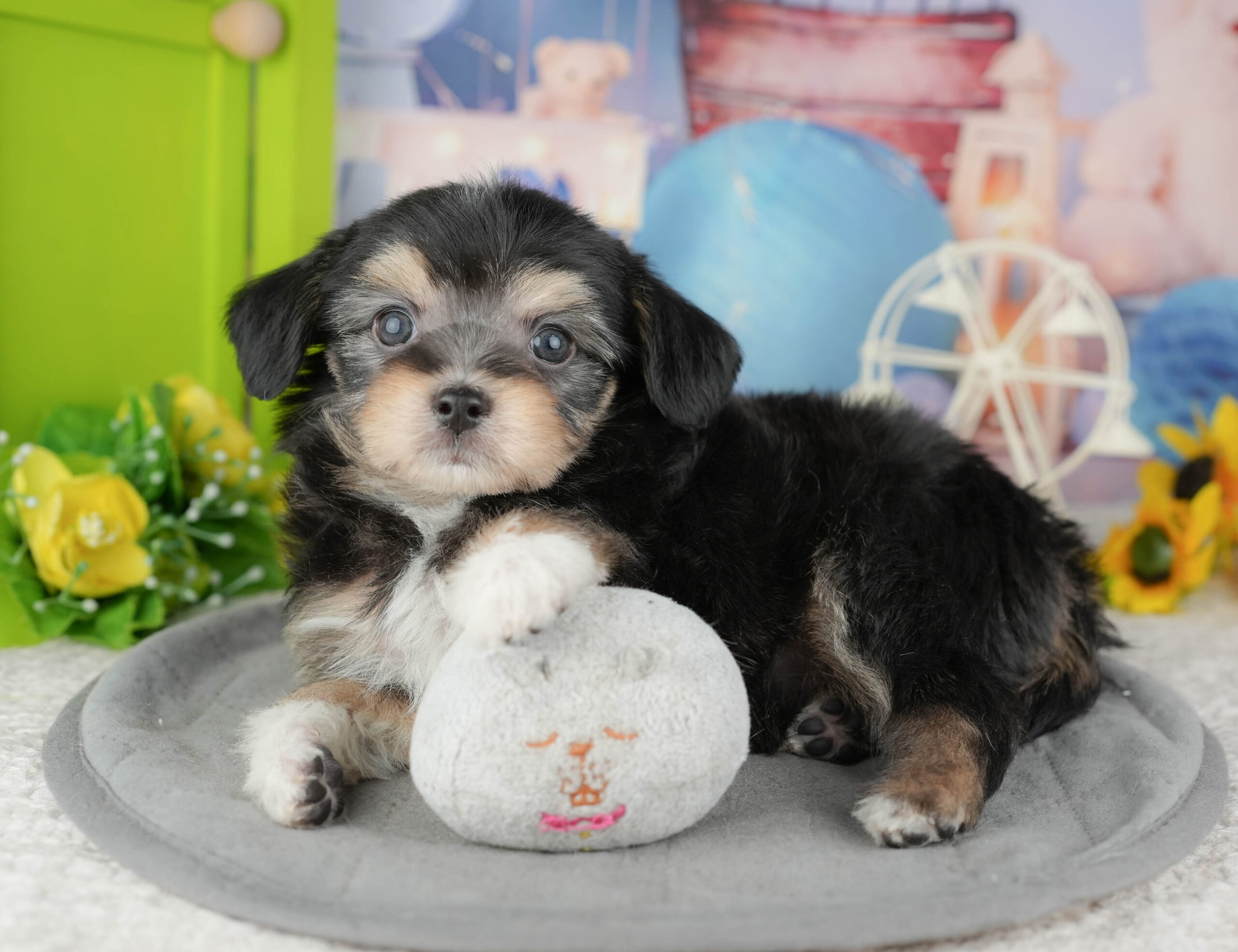 マルプーチー | 男の子 | ブラックタン＆ホワイト | 2025年12月18日