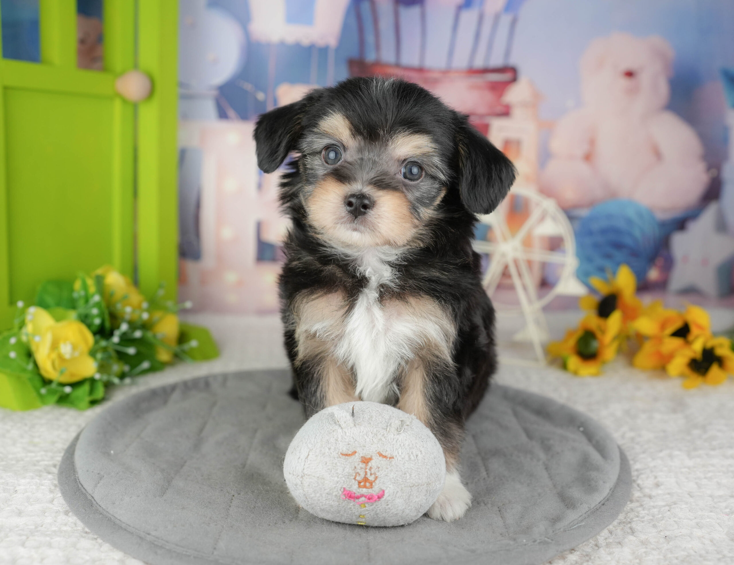 マルプーチー | 男の子 | ブラックタン＆ホワイト | 2025年12月18日