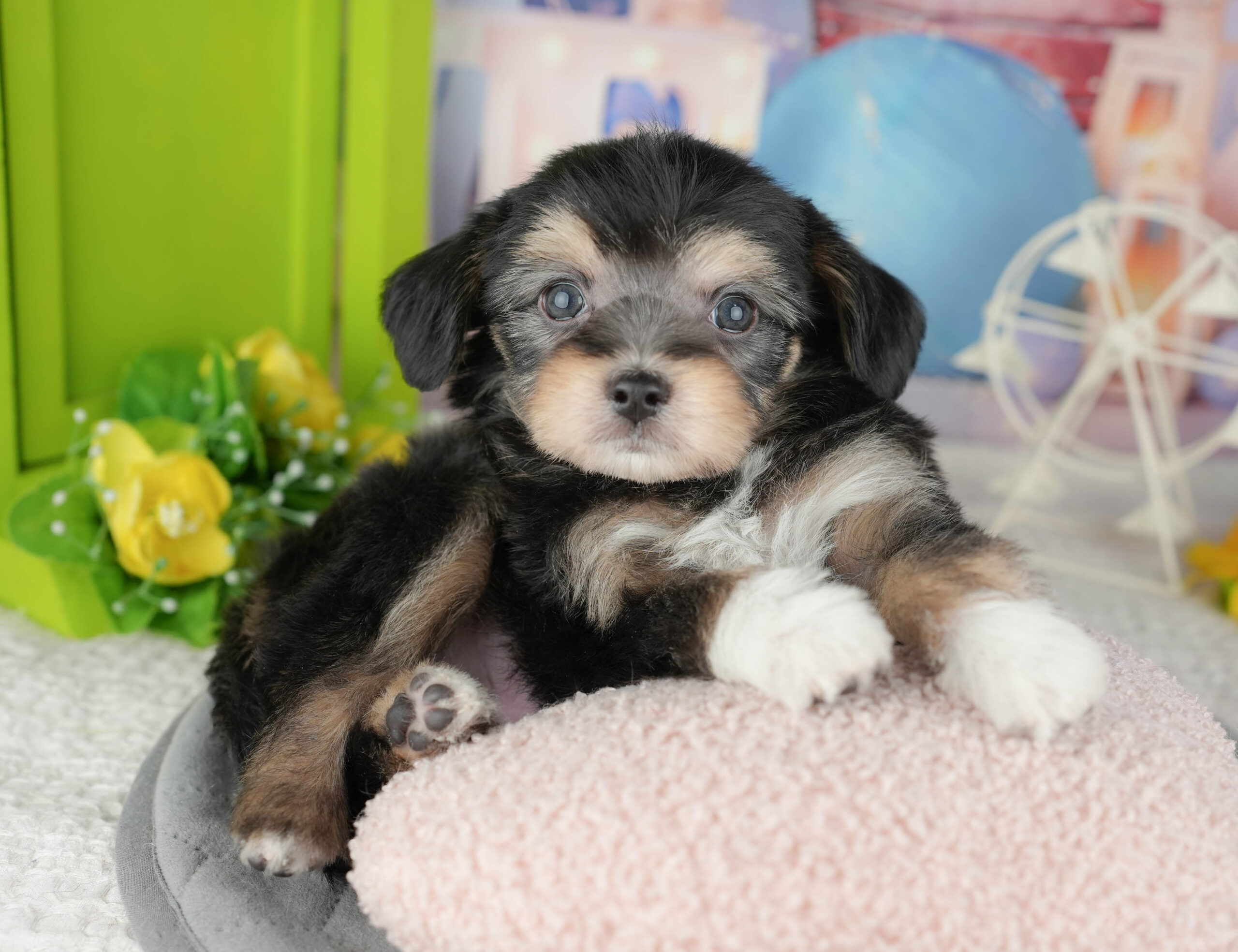 マルプーチー | 男の子 | ブラックタン＆ホワイト | 2025年12月18日