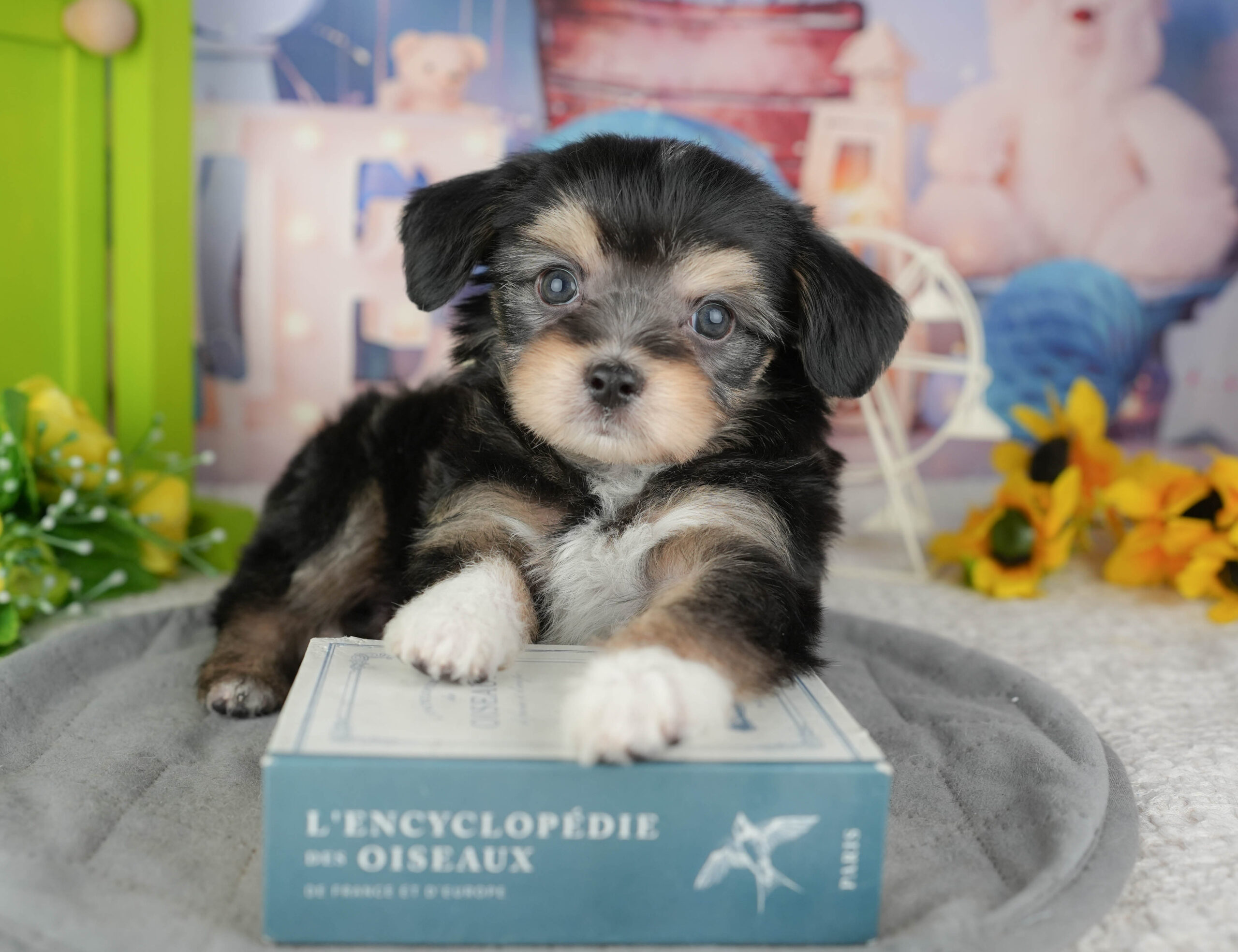 マルプーチー | 男の子 | ブラックタン＆ホワイト | 2025年12月18日