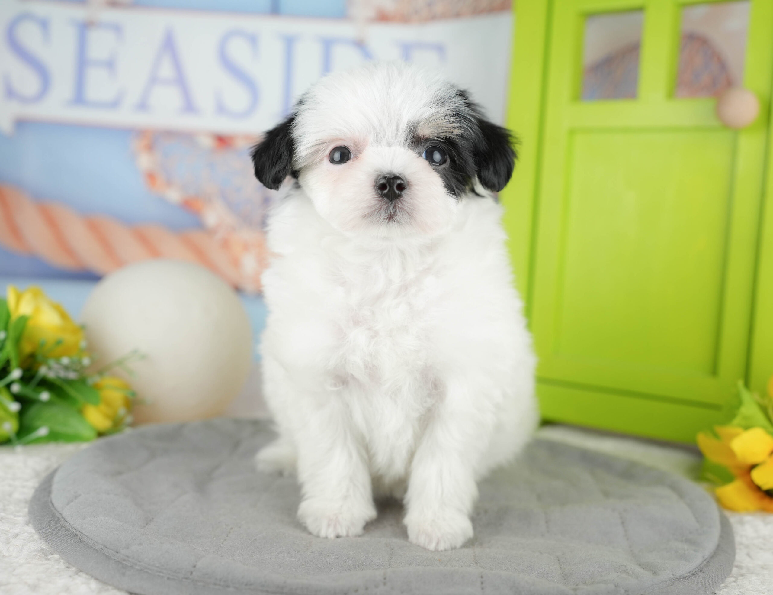 マルプーチー | 女の子 | パーティー | 2025年12月18日