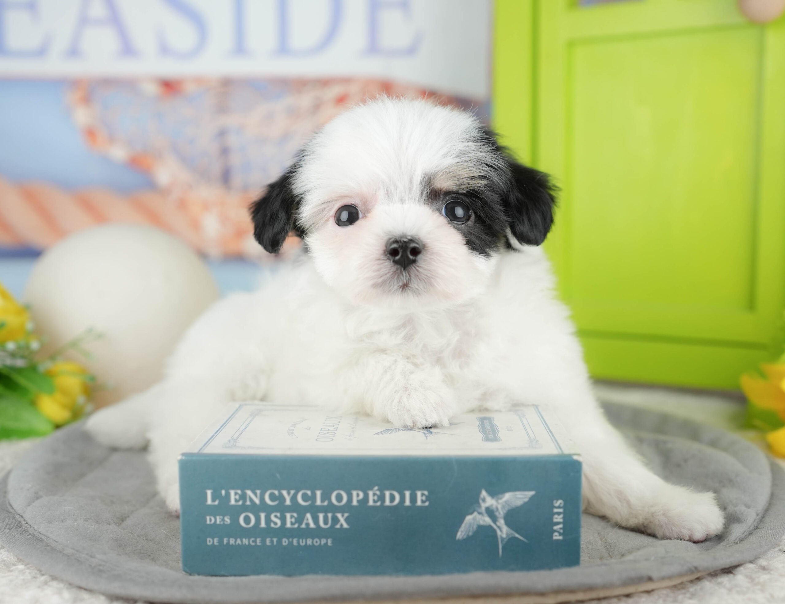 マルプーチー | 女の子 | パーティー | 2025年12月18日