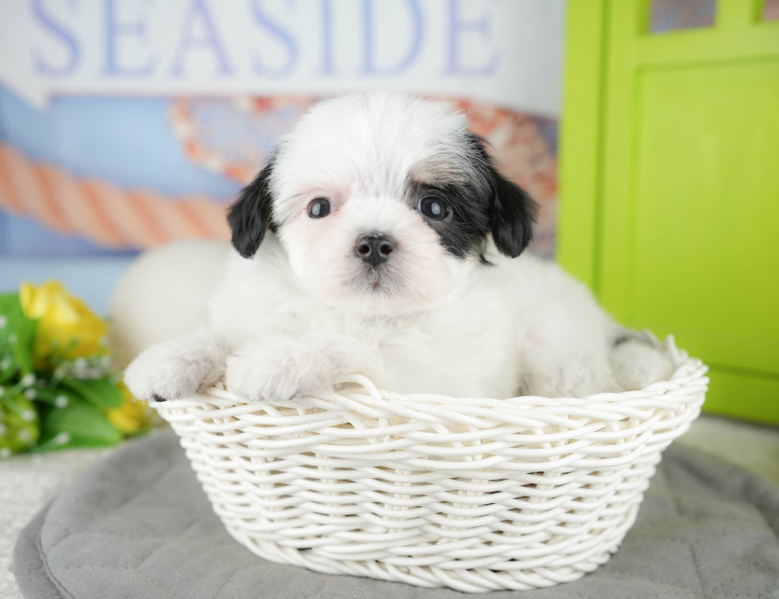 マルプーチー | 女の子 | パーティー | 2025年12月18日