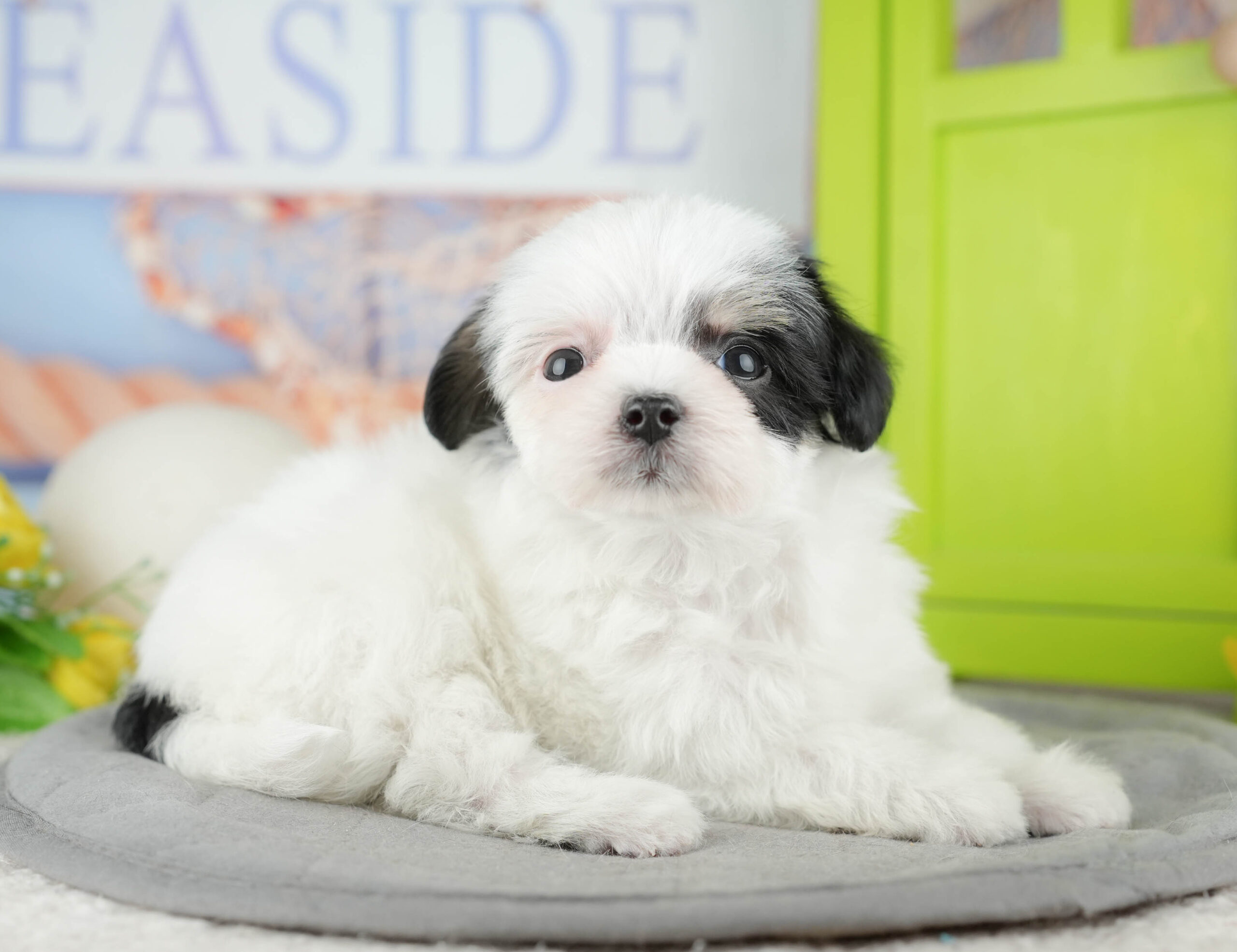 マルプーチー | 女の子 | パーティー | 2025年12月18日