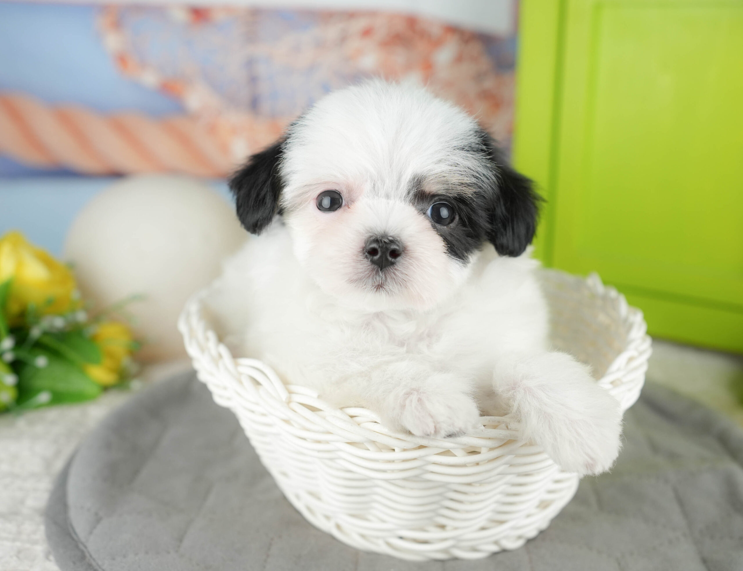 マルプーチー | 女の子 | パーティー | 2025年12月18日