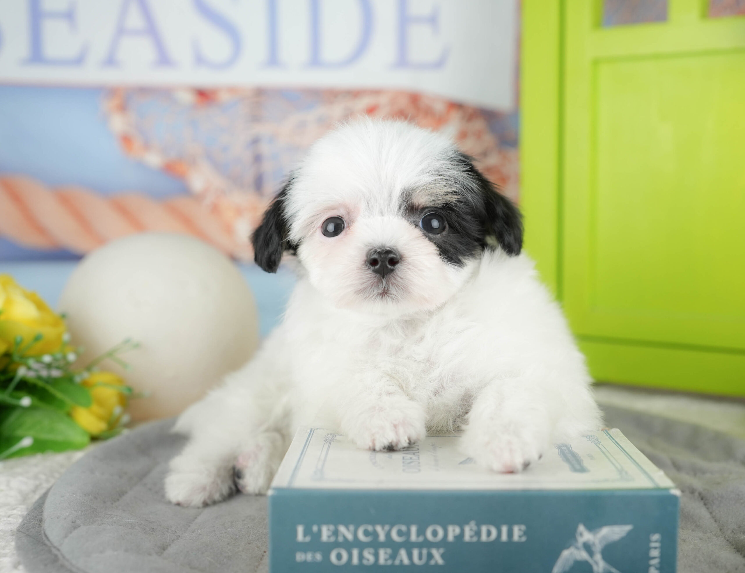 マルプーチー | 女の子 | パーティー | 2025年12月18日