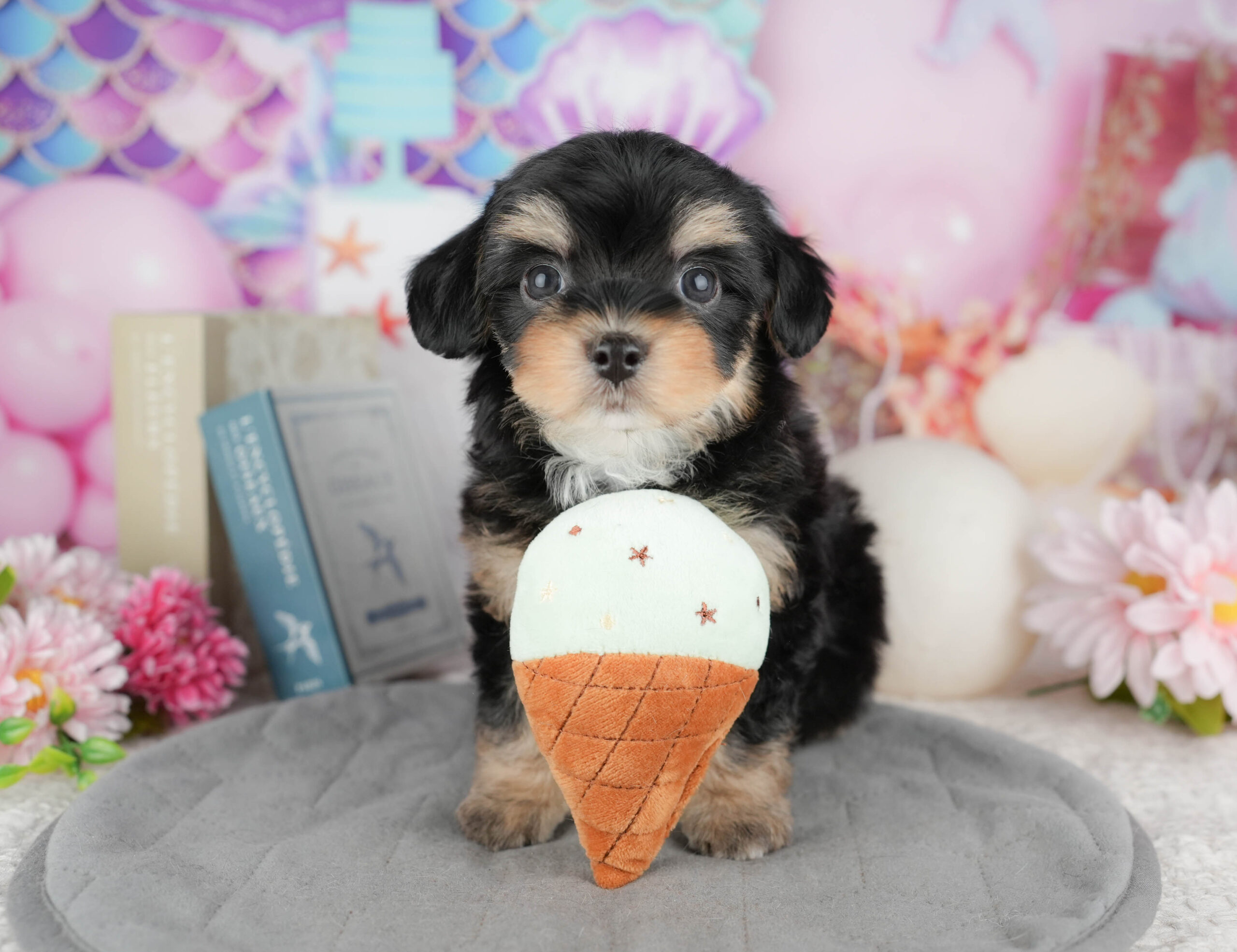 マルプーチー | 男の子 | ブラック＆タン | 2025年12月18日