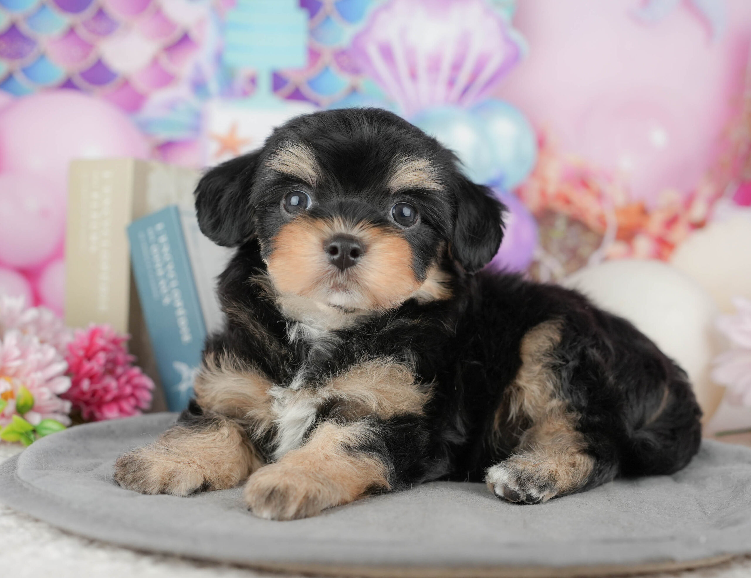 マルプーチー | 男の子 | ブラック＆タン | 2025年12月18日