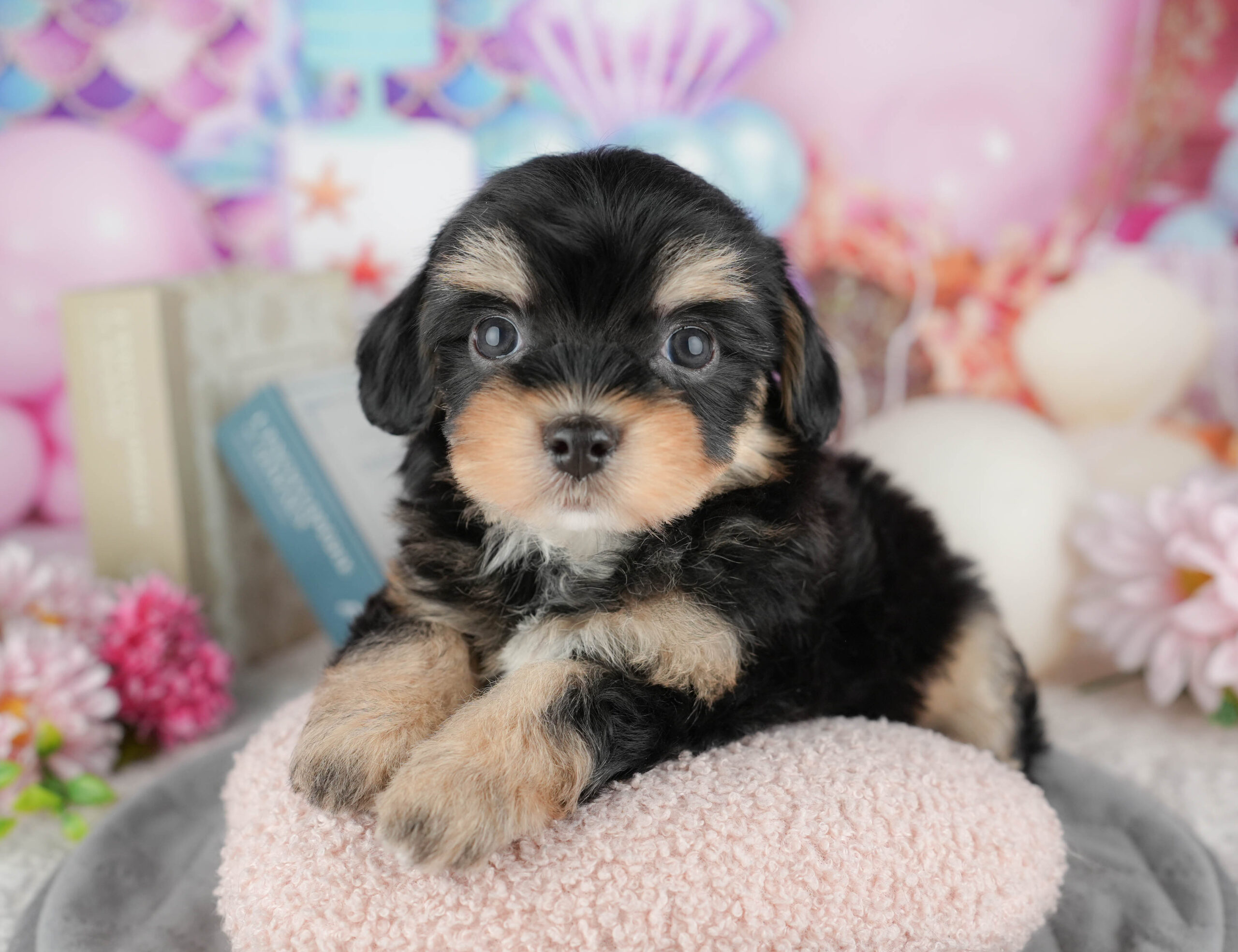 マルプーチー | 男の子 | ブラック＆タン | 2025年12月18日