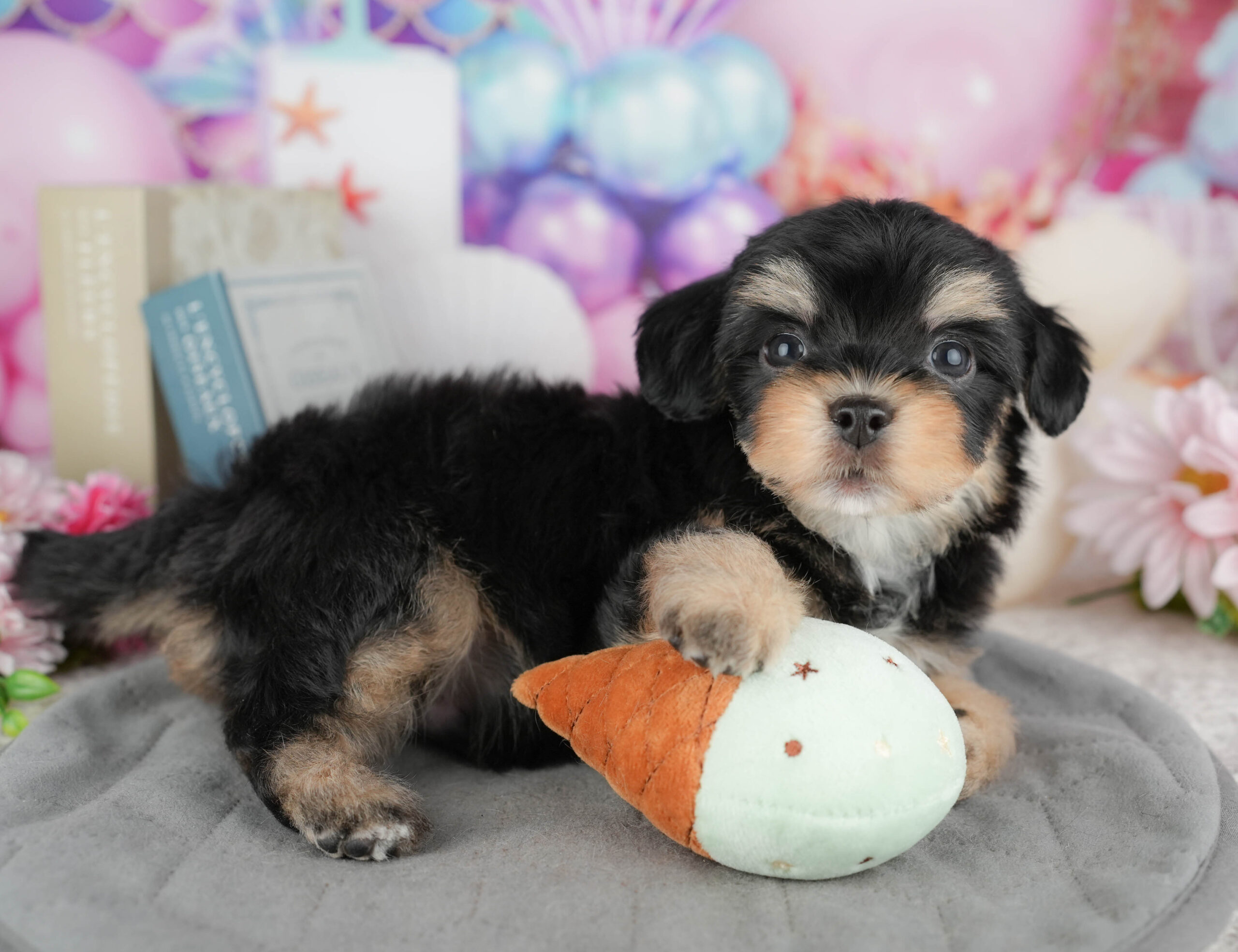 マルプーチー | 男の子 | ブラック＆タン | 2025年12月18日