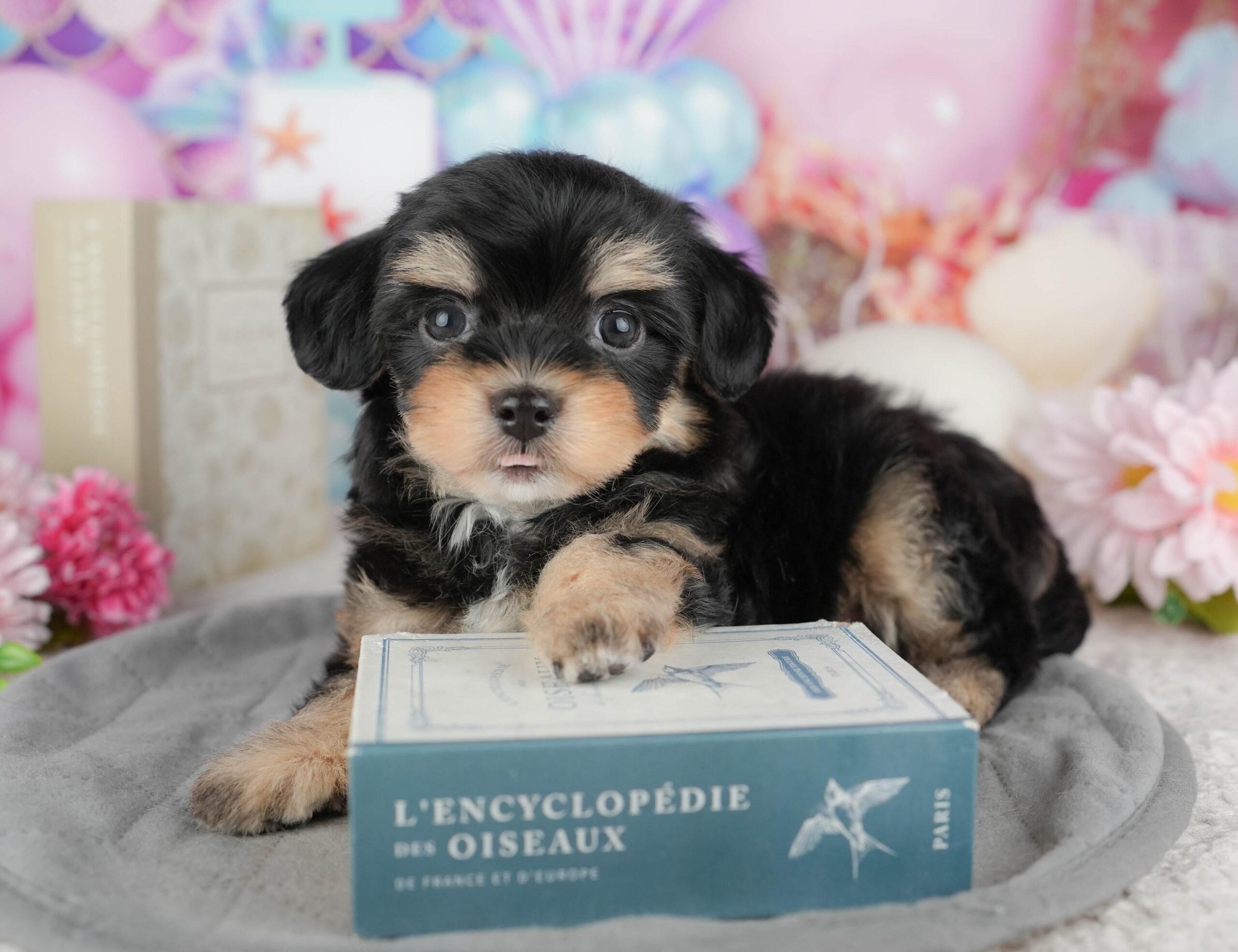 マルプーチー | 男の子 | ブラック＆タン | 2025年12月18日