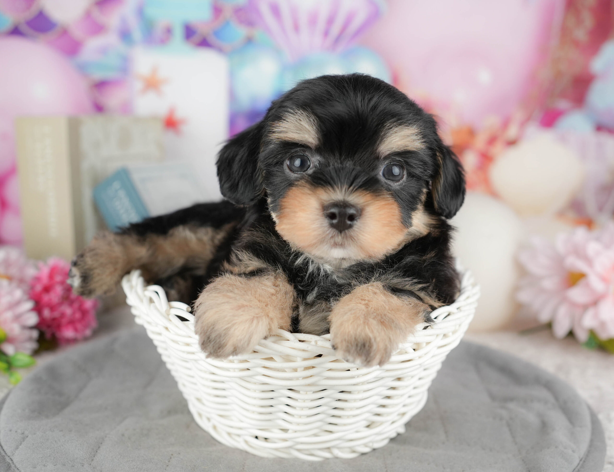 マルプーチー | 男の子 | ブラック＆タン | 2025年12月18日