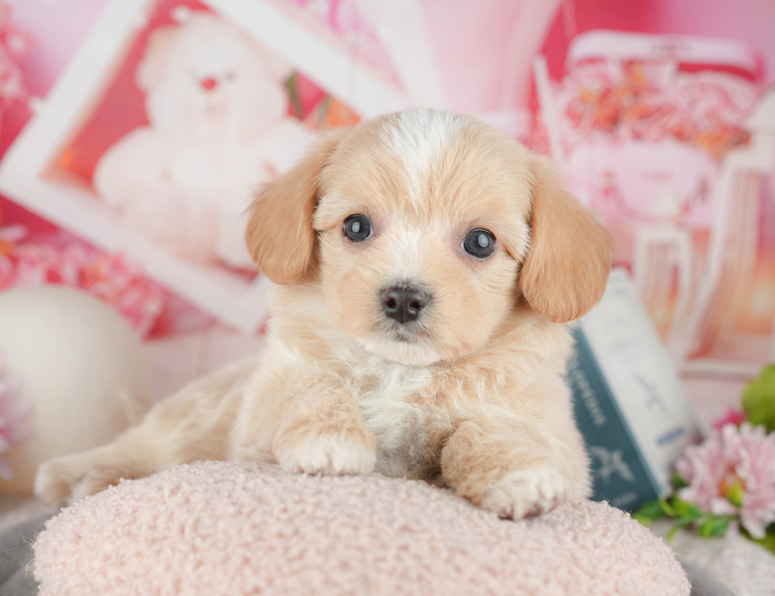 マルプーチー | 男の子 | クリーム | 2025年12月18日