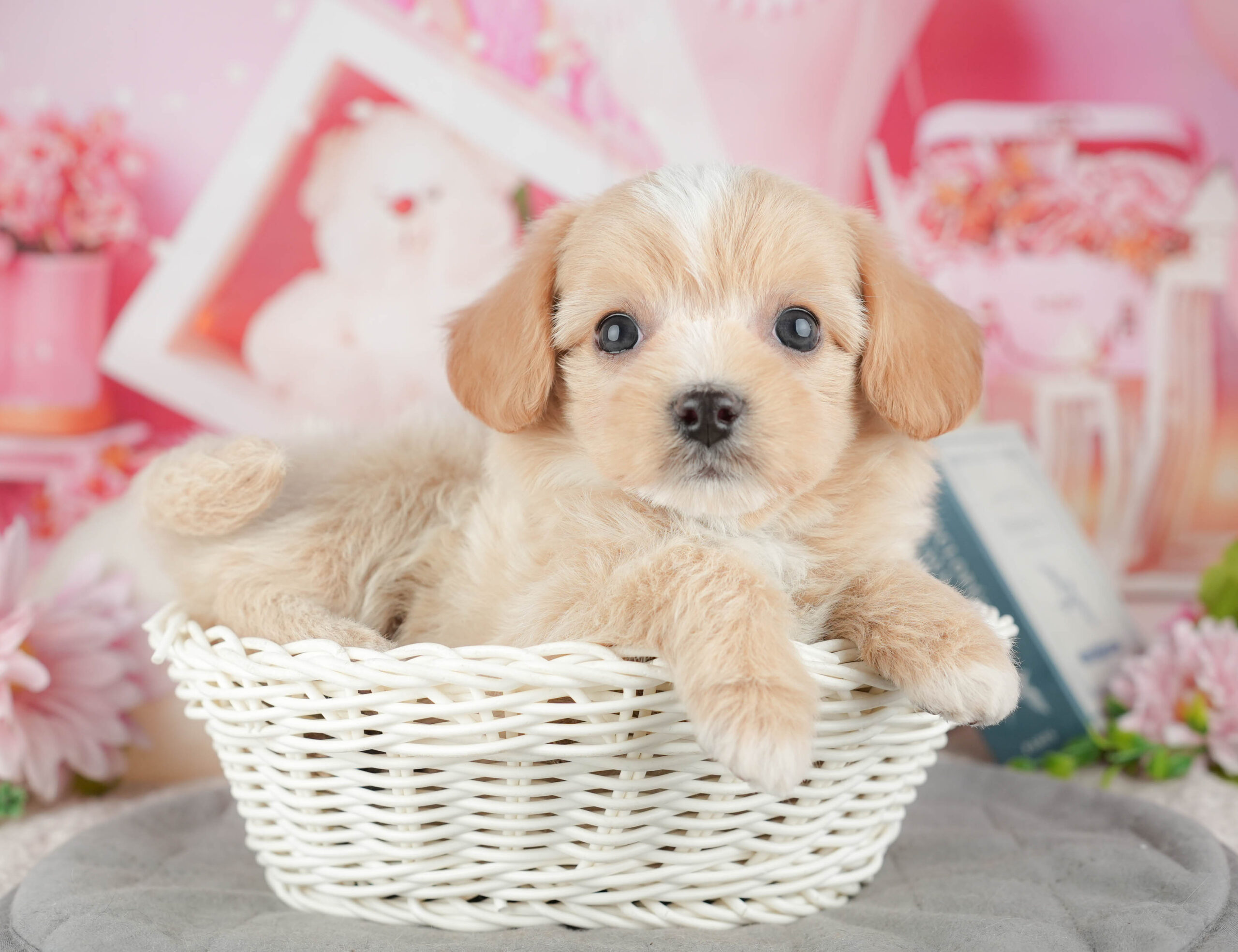 マルプーチー | 男の子 | クリーム | 2025年12月18日