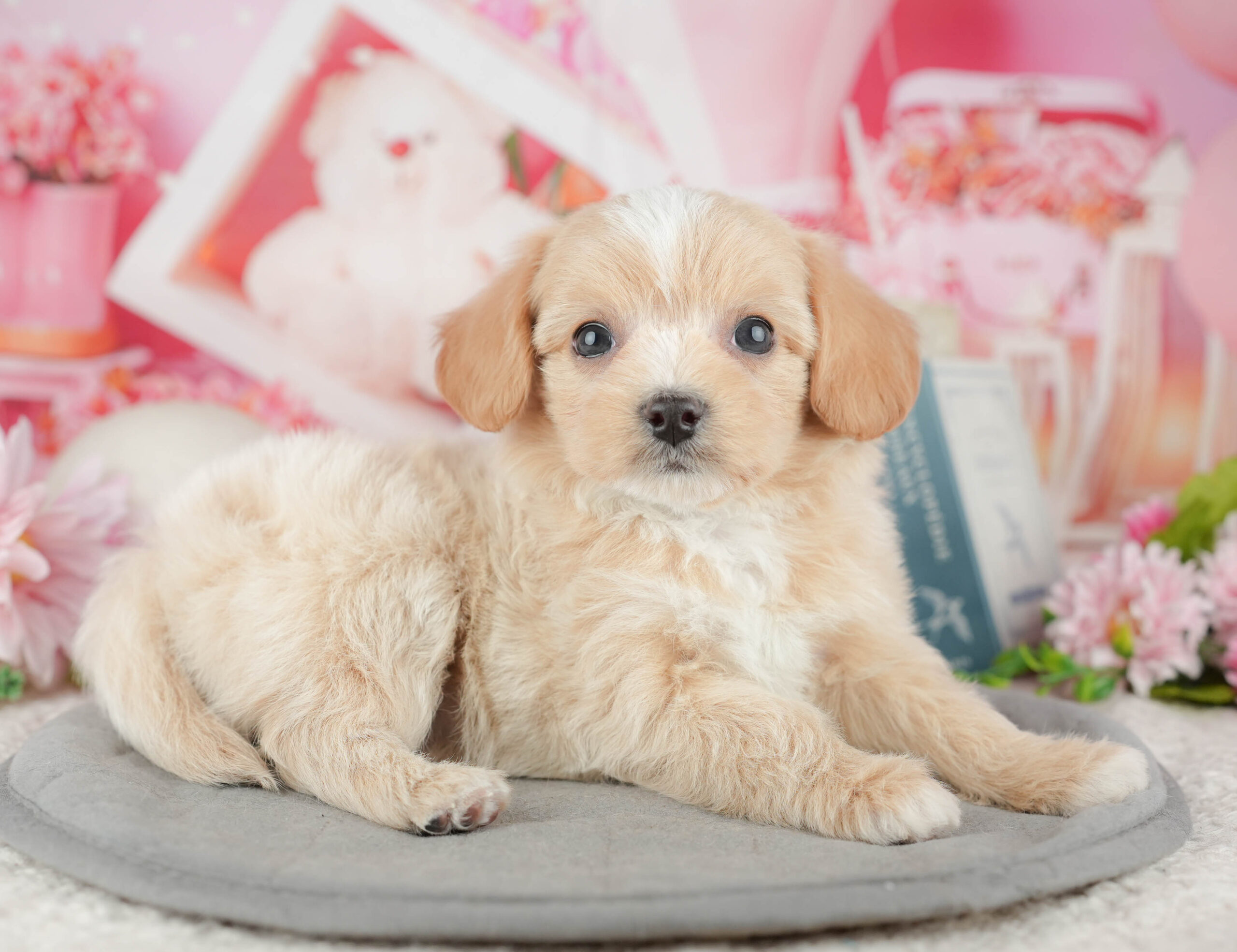 マルプーチー | 男の子 | クリーム | 2025年12月18日