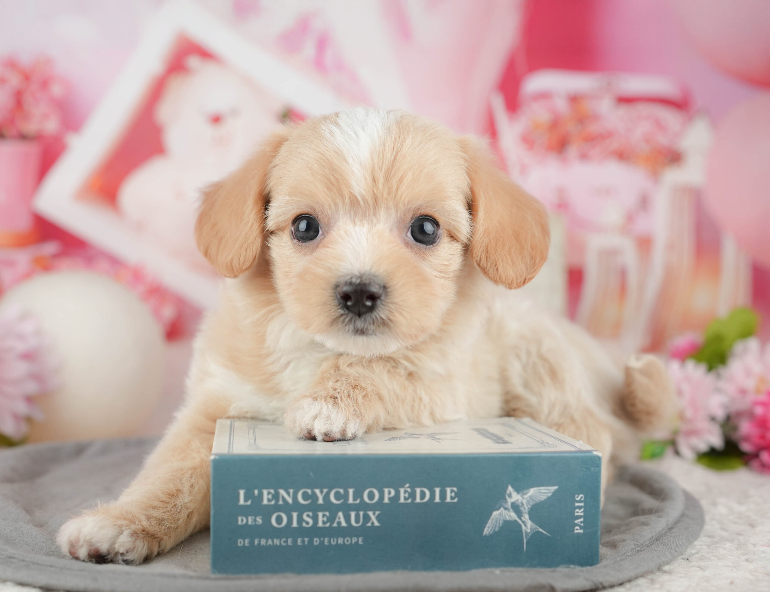 マルプーチー | 男の子 | クリーム | 2025年12月18日