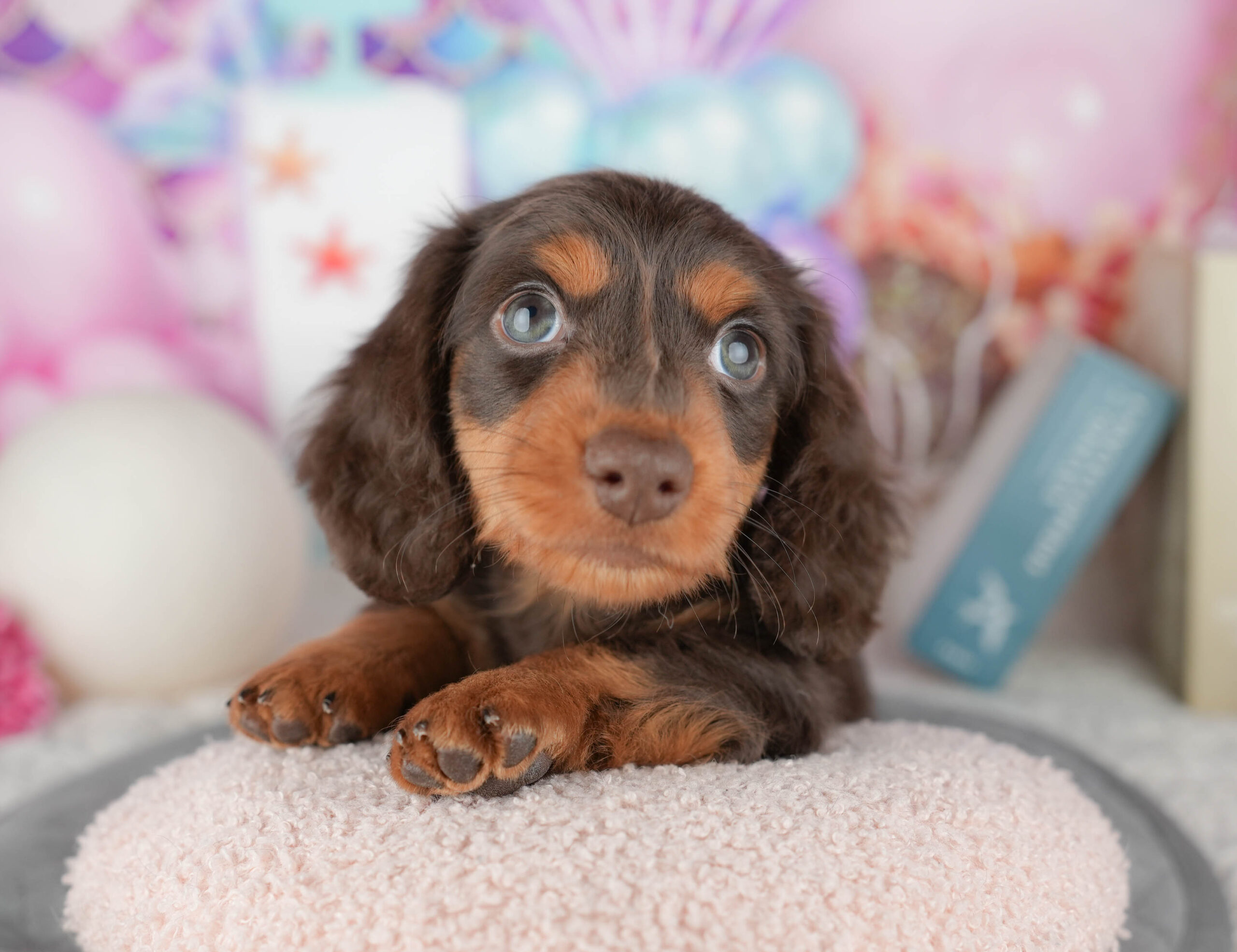 ミニチュア・ダックスフンド(ロング) | 男の子 | チョコレート＆タン | 2025年12月19日