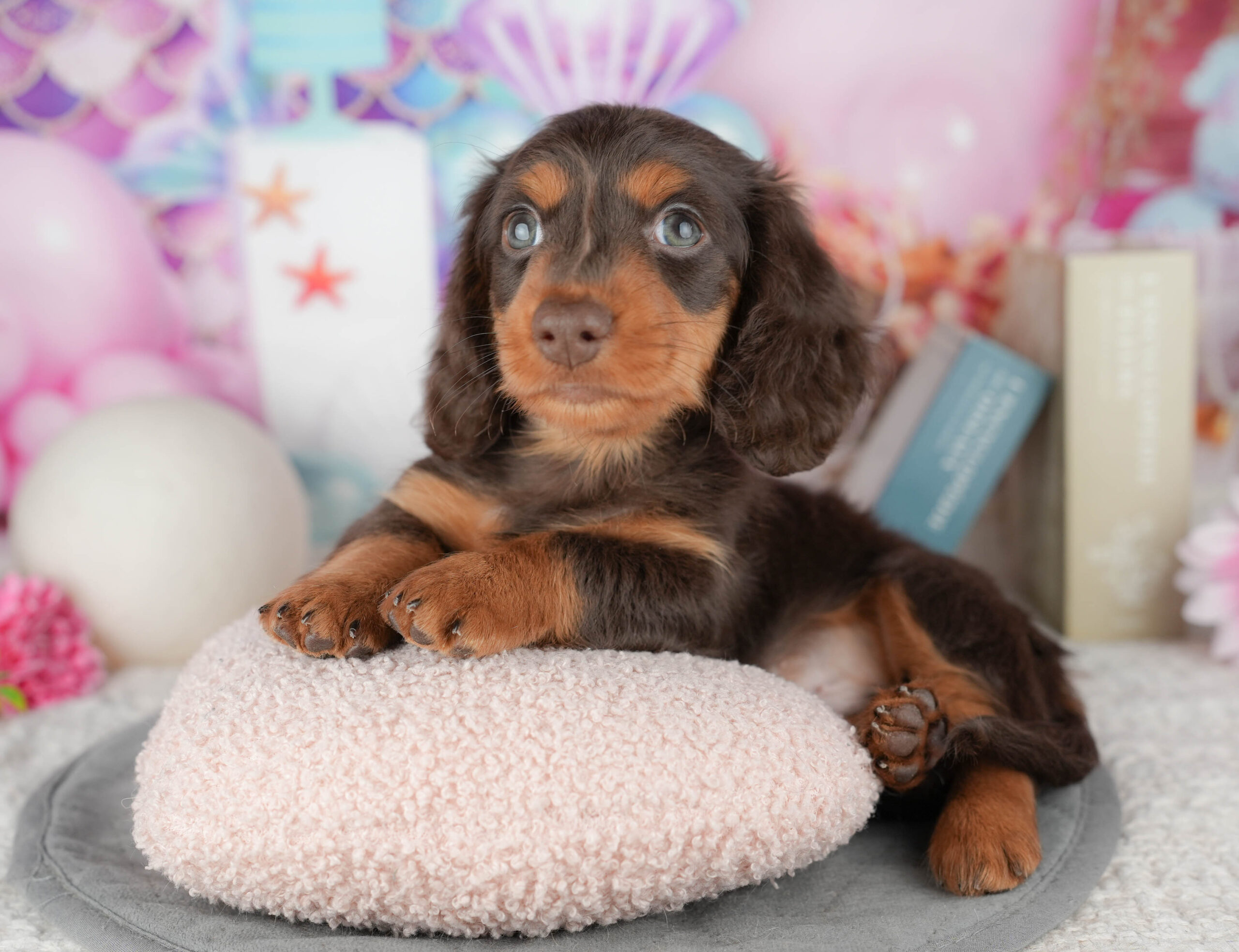 ミニチュア・ダックスフンド(ロング) | 男の子 | チョコレート&タン | 2025年12月19日