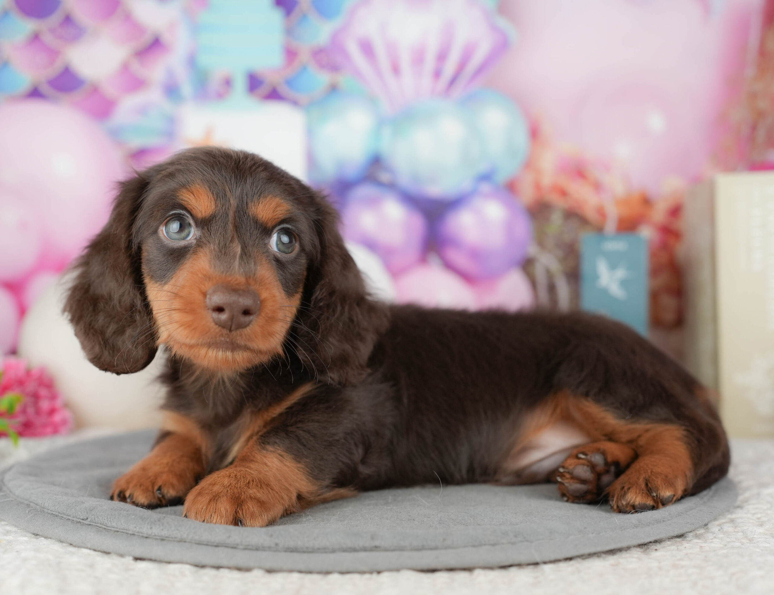 ミニチュア・ダックスフンド(ロング) | 男の子 | チョコレート&タン | 2025年12月19日