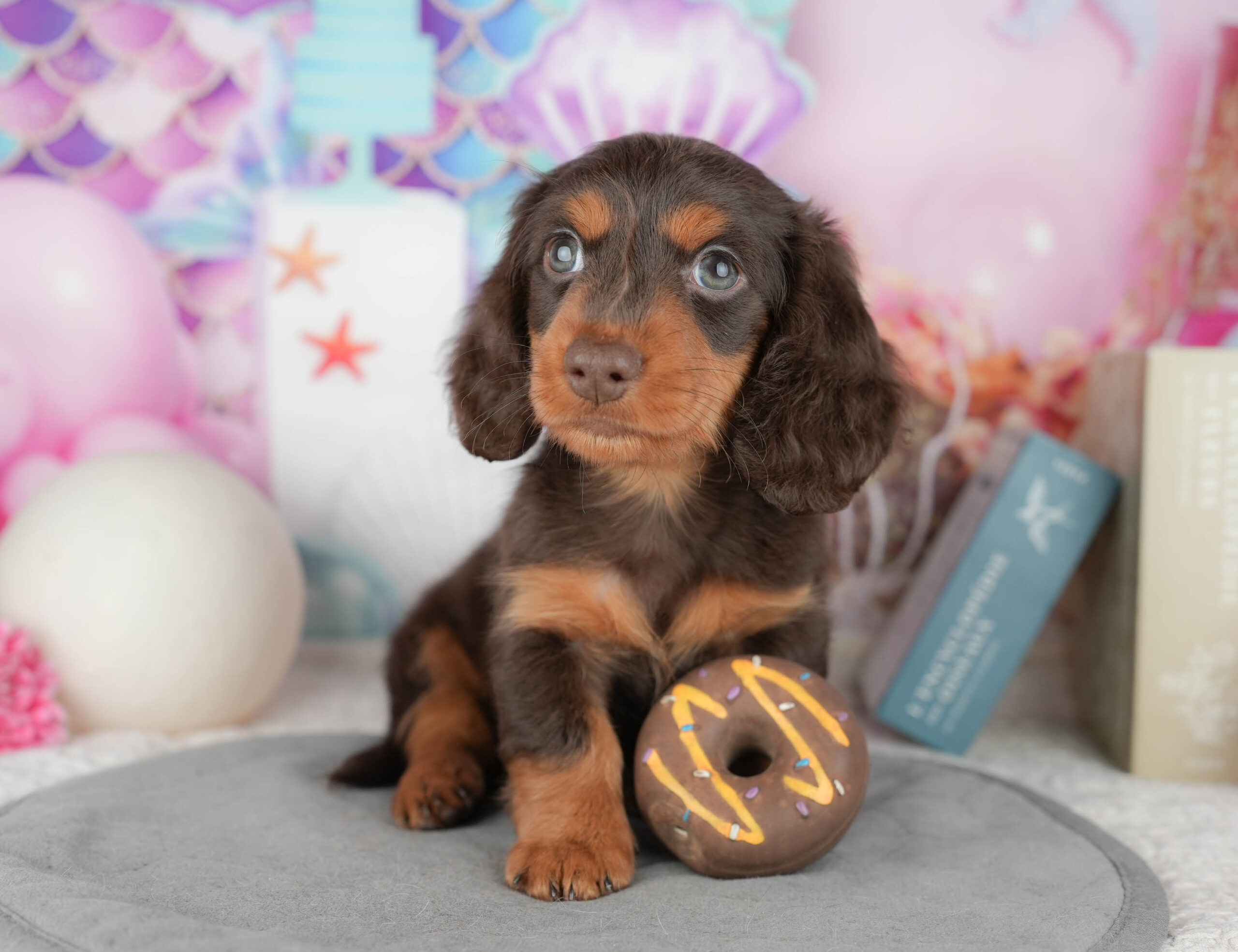 ミニチュア・ダックスフンド(ロング) | 男の子 | チョコレート&タン | 2025年12月19日