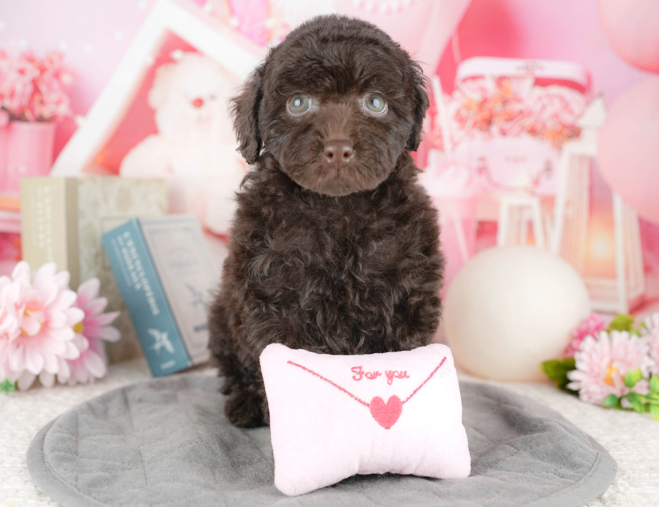 トイ・プードル | 女の子 | ブラウン | 2025年12月19日