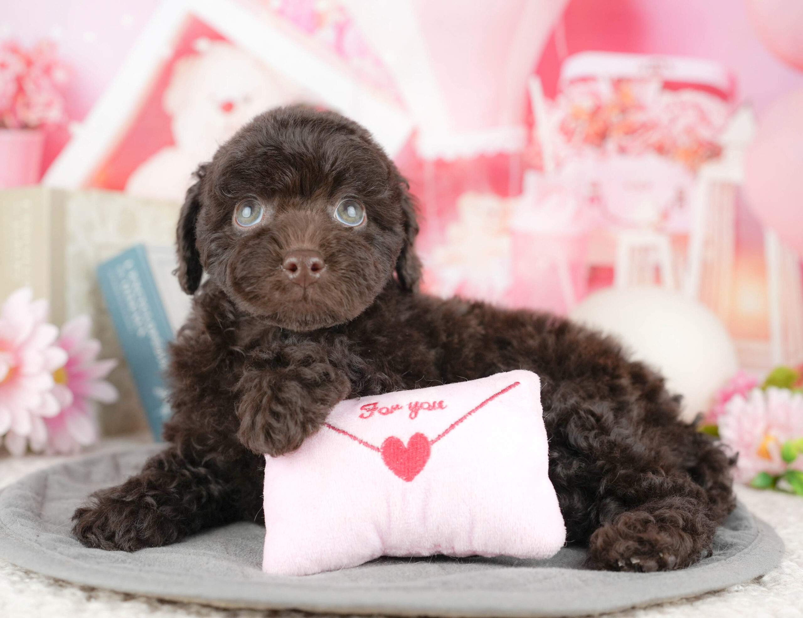 トイ・プードル | 女の子 | ブラウン | 2025年12月19日